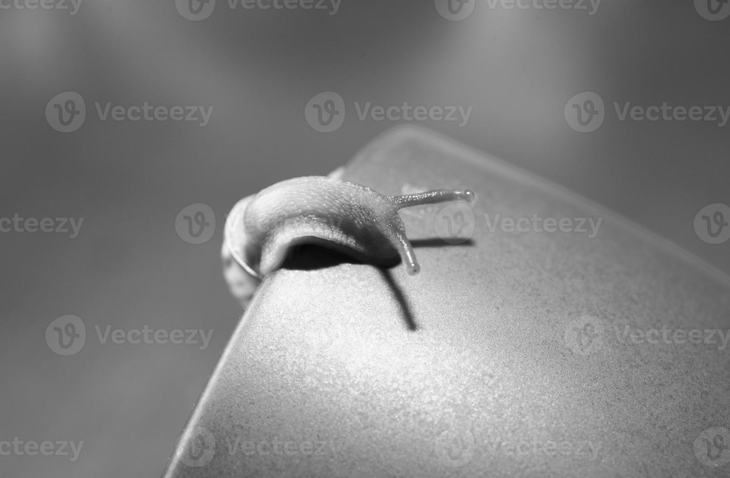 a small snail wandering on a dark blue cup photo