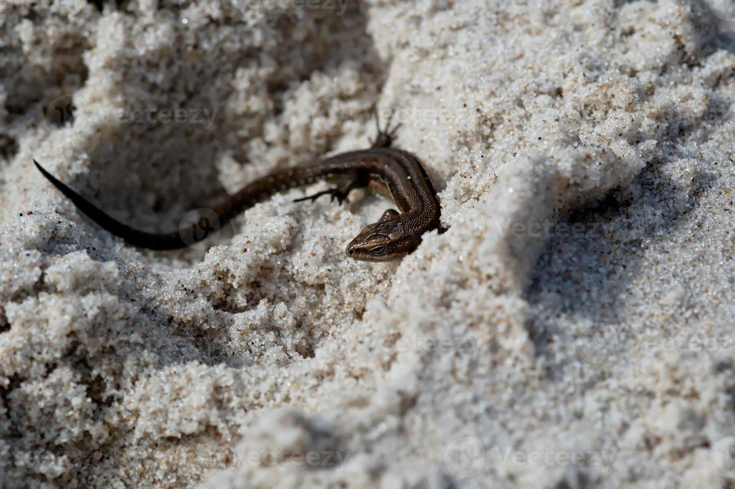 pequeño ágil lagartija tomando el sol en el primavera Dom en el claro calentar arena de el playa foto