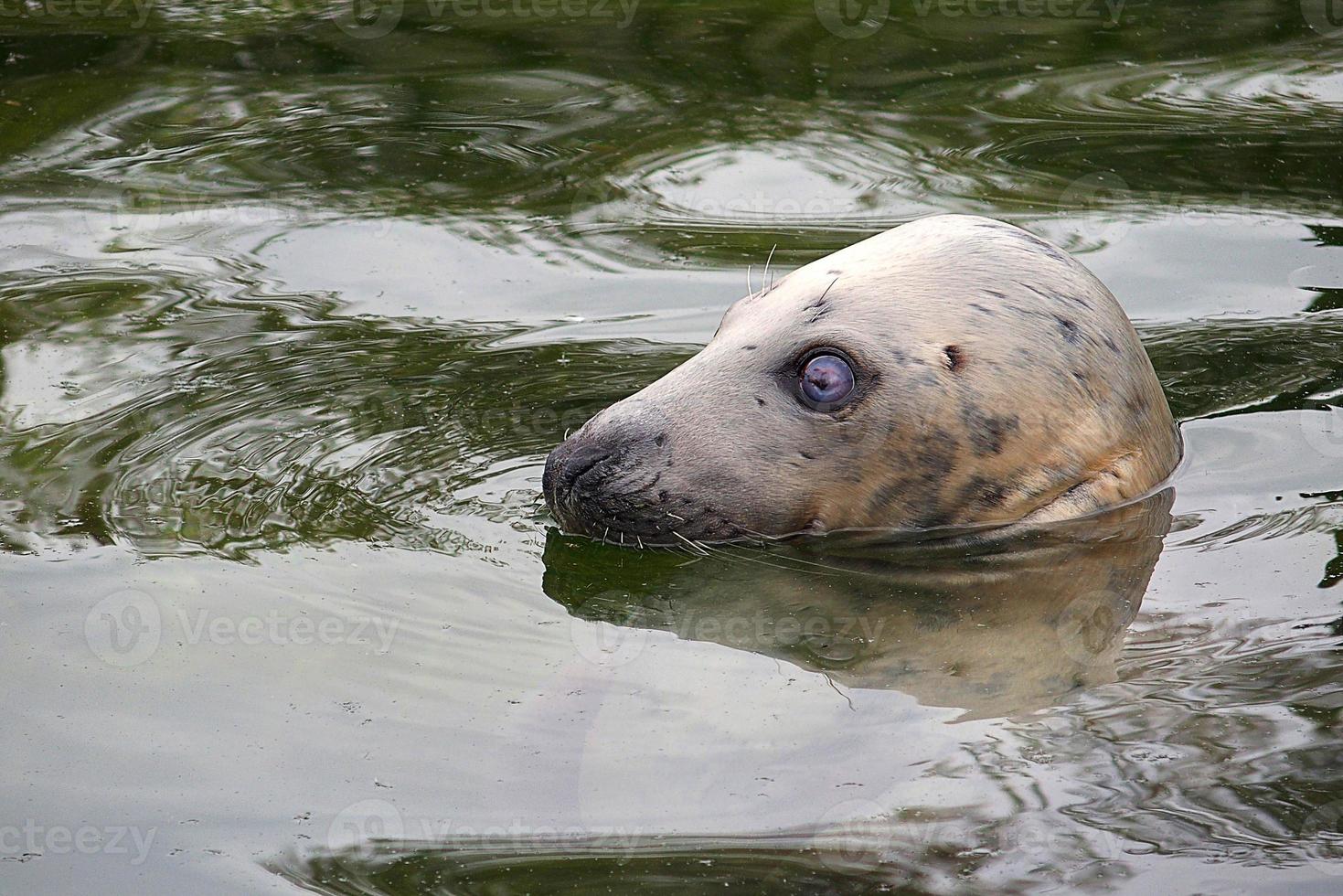 jugando salvado sello en un zoo en Polonia foto