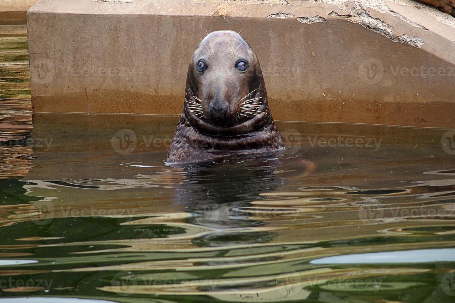 playing  saved seal in a zoo in poland photo