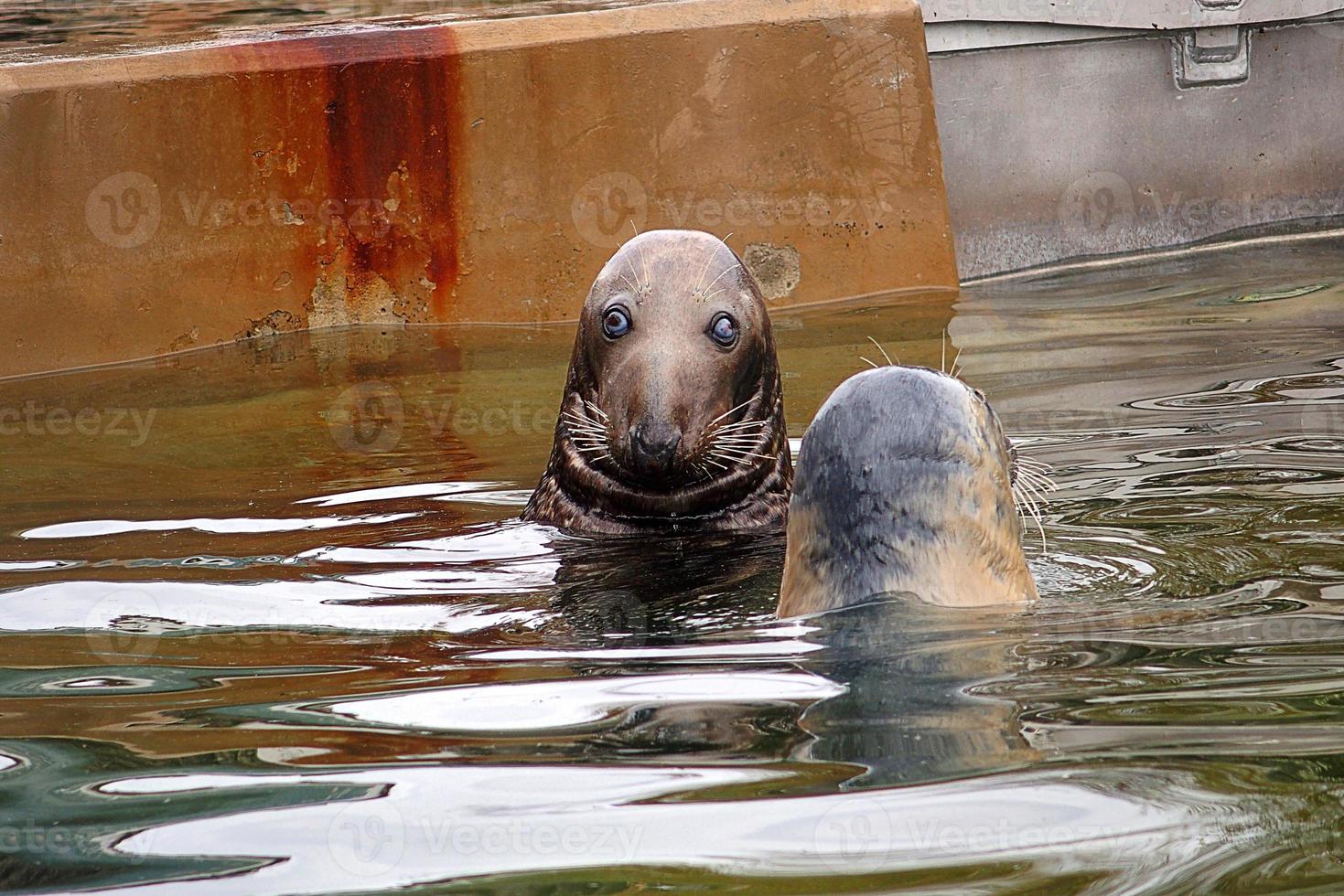 jugando salvado sello en un zoo en Polonia foto