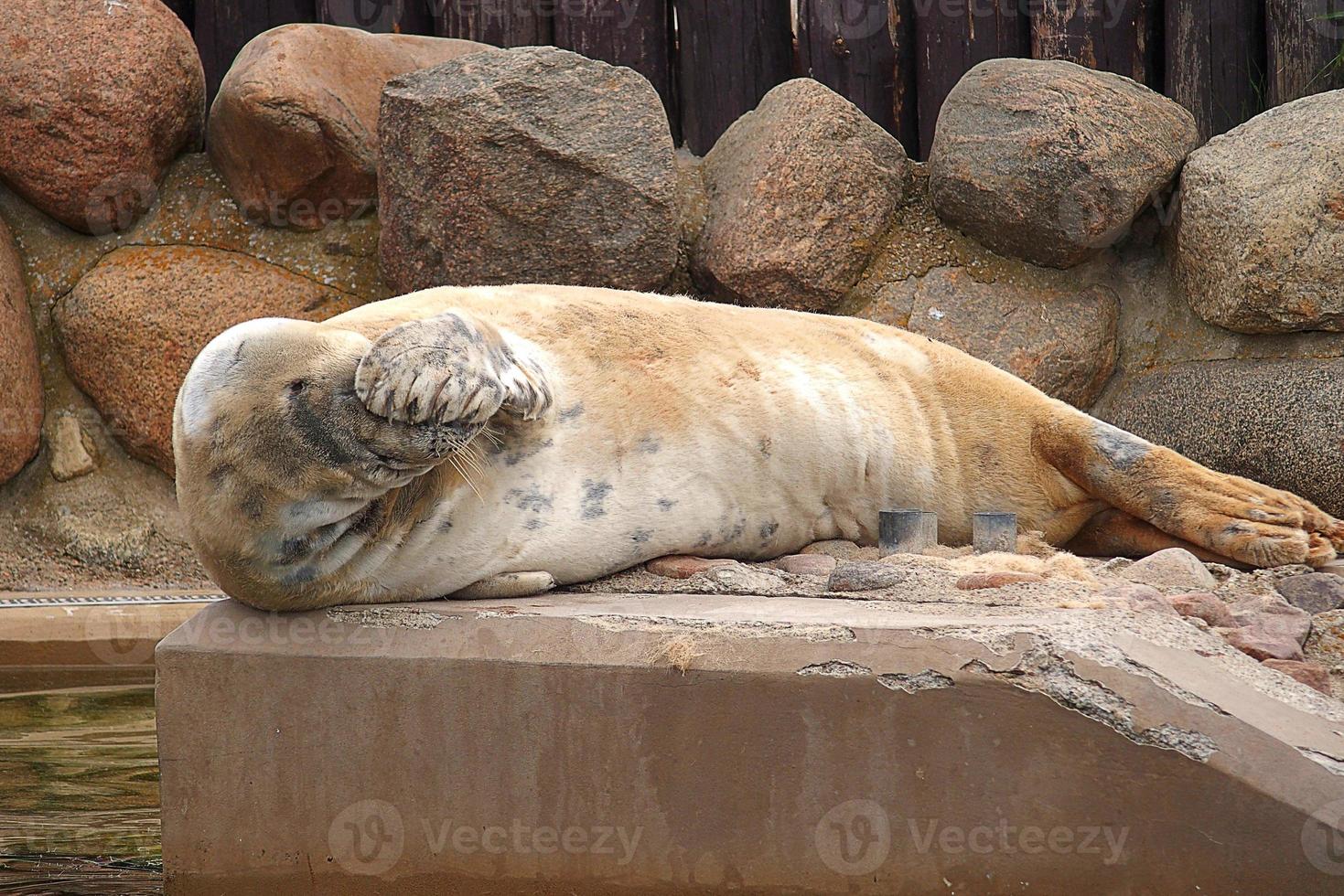 jugando salvado sello en un zoo en Polonia foto