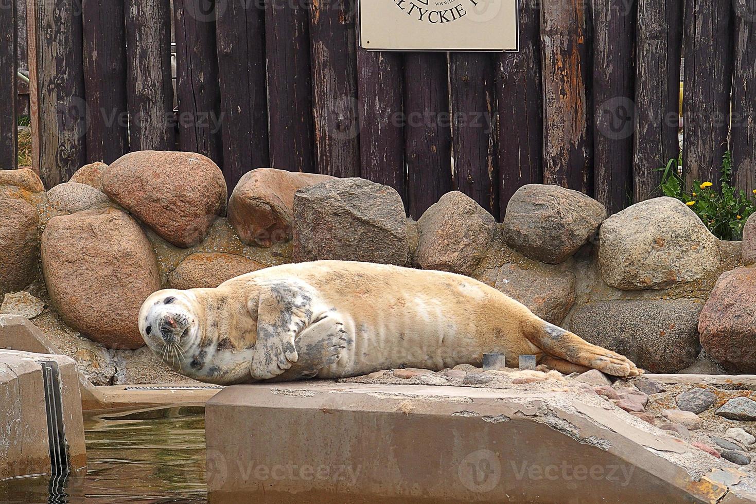 jugando salvado sello en un zoo en Polonia foto