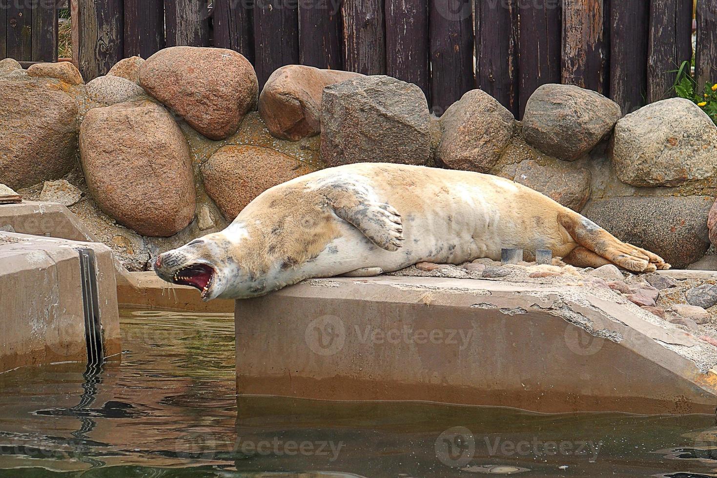 jugando salvado sello en un zoo en Polonia foto