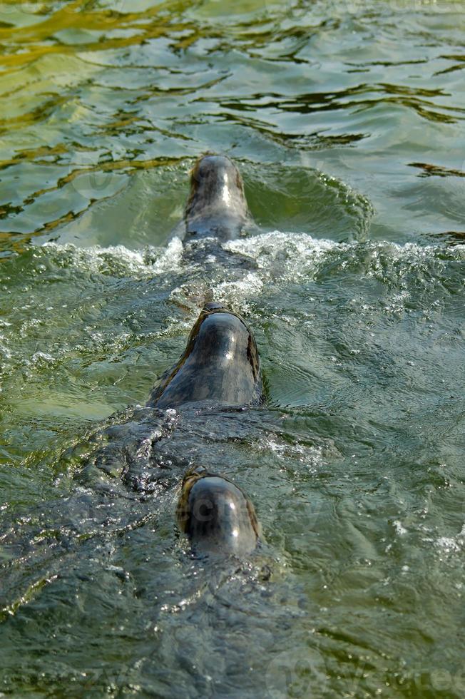 jugando salvado sello en un zoo en Polonia foto