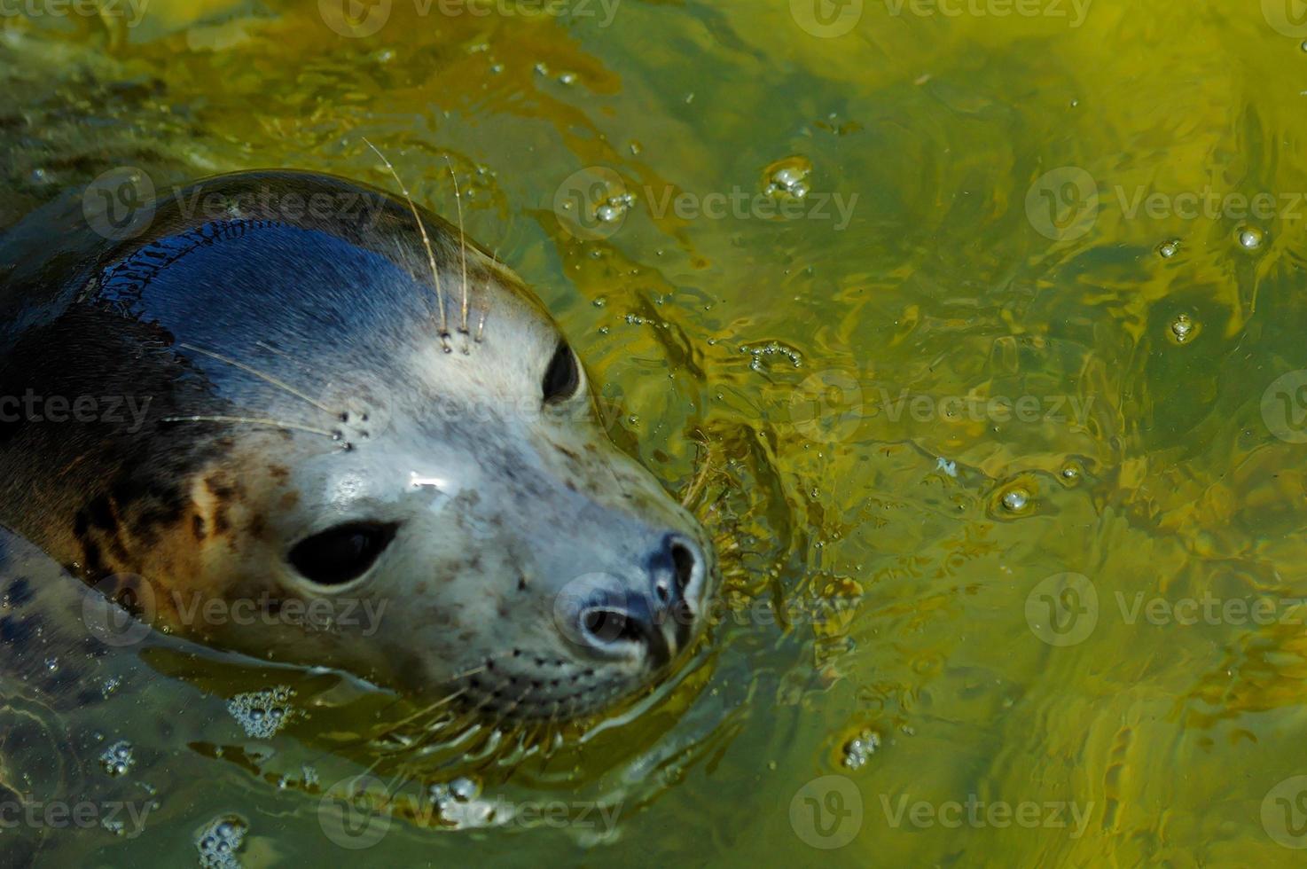 jugando salvado sello en un zoo en Polonia foto