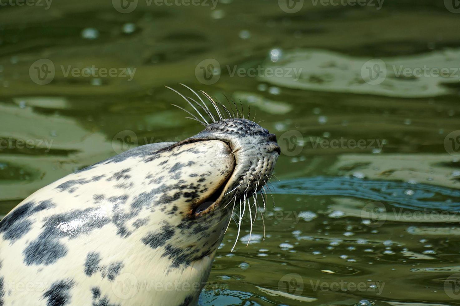 playing  saved seal in a zoo in poland photo