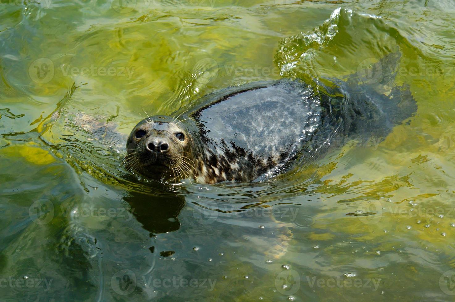 jugando salvado sello en un zoo en Polonia foto