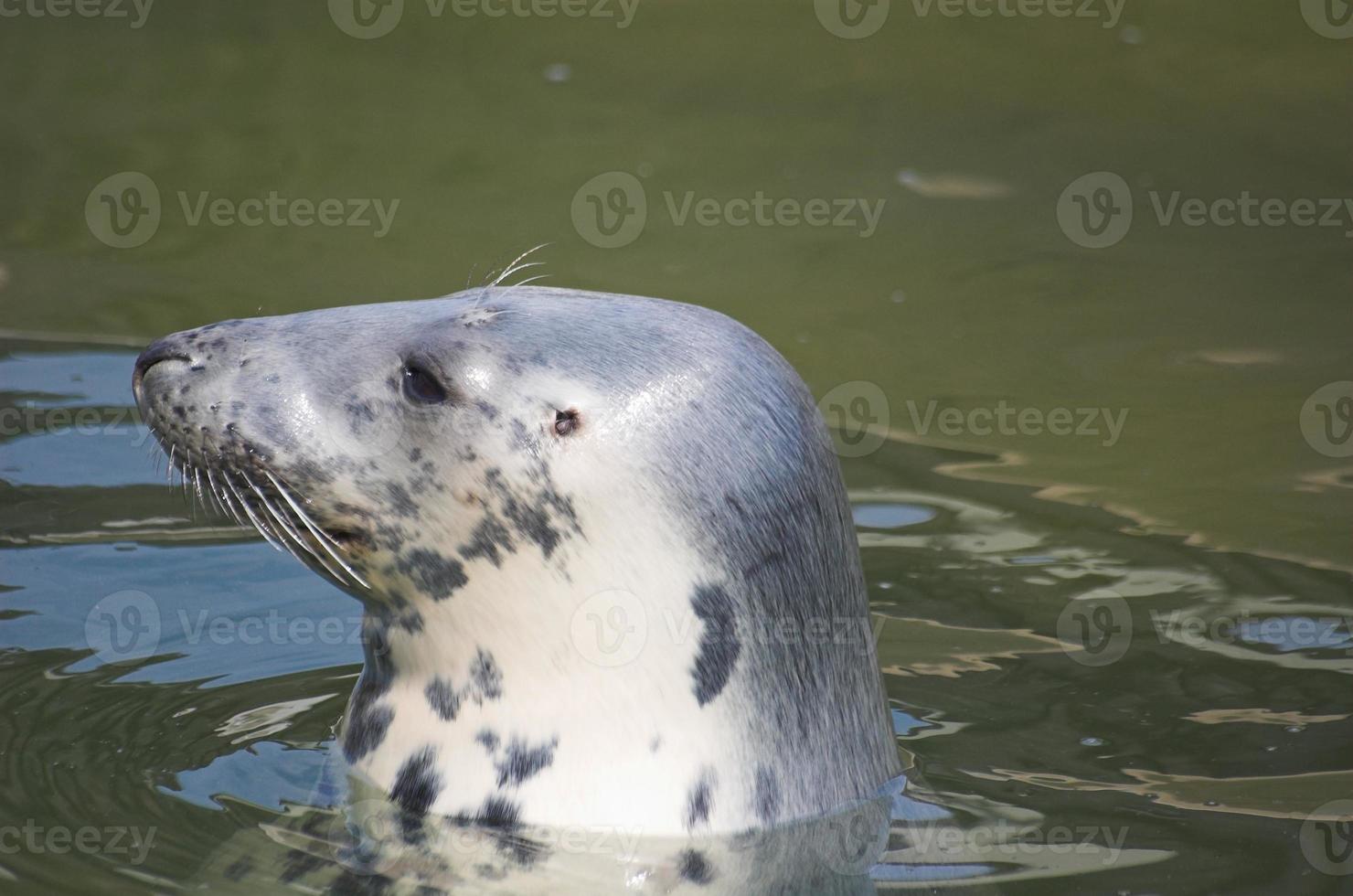 jugando salvado sello en un zoo en Polonia foto