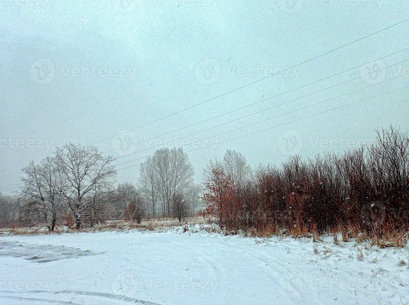 winter landscape with trees during snowfall photo