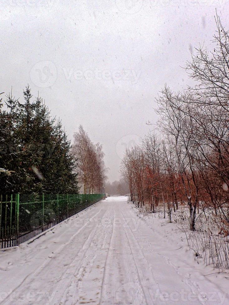 winter landscape with trees during snowfall photo