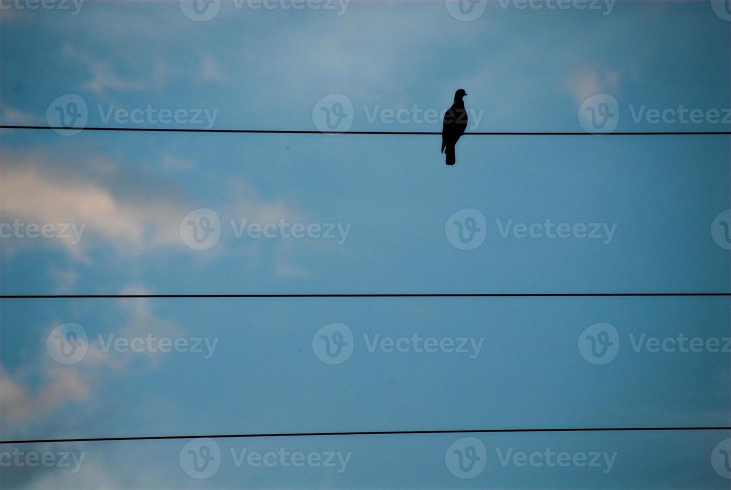 cielo y pájaro foto