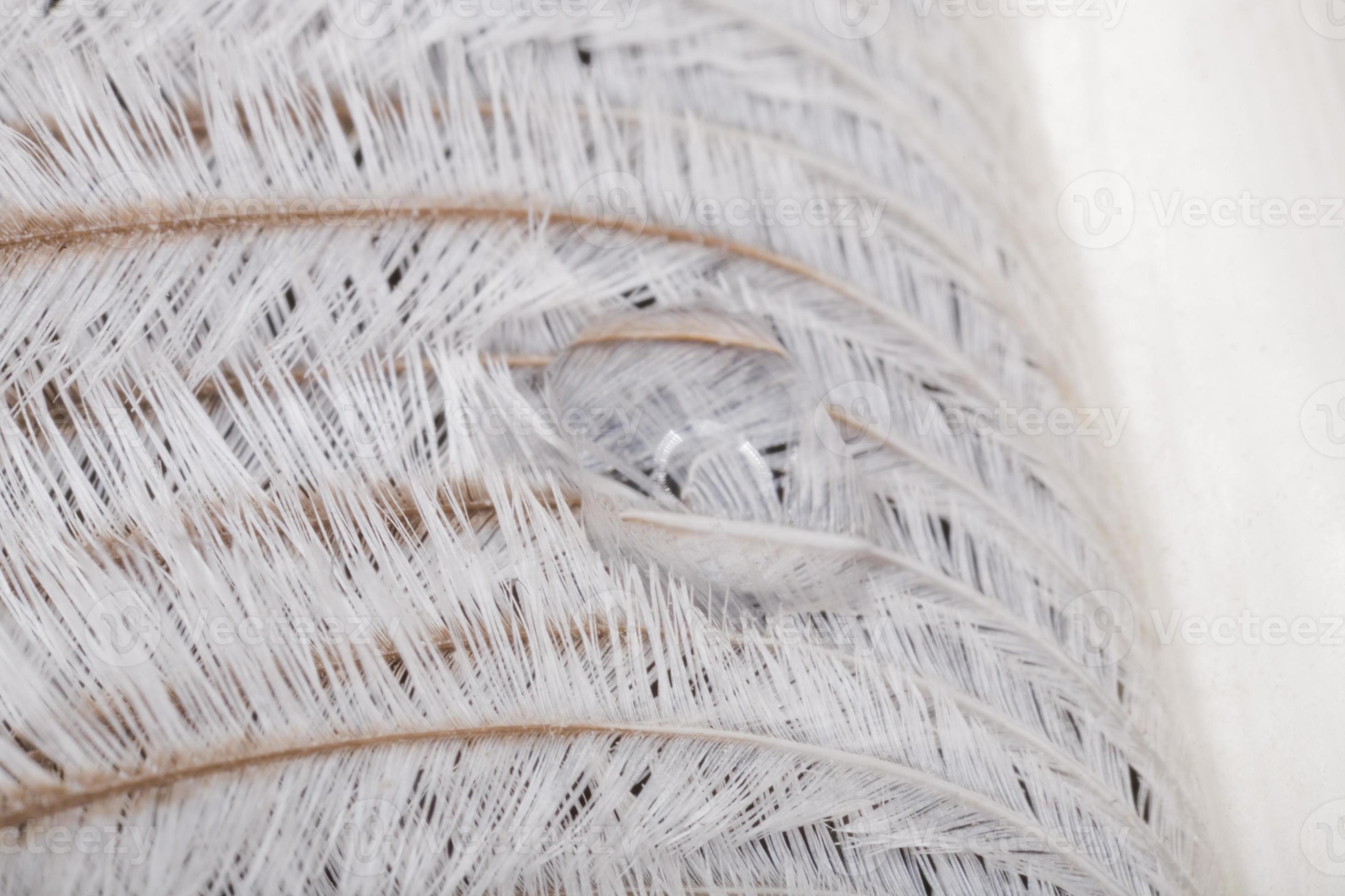 ostrich feather background 22898746 Stock Photo at Vecteezy