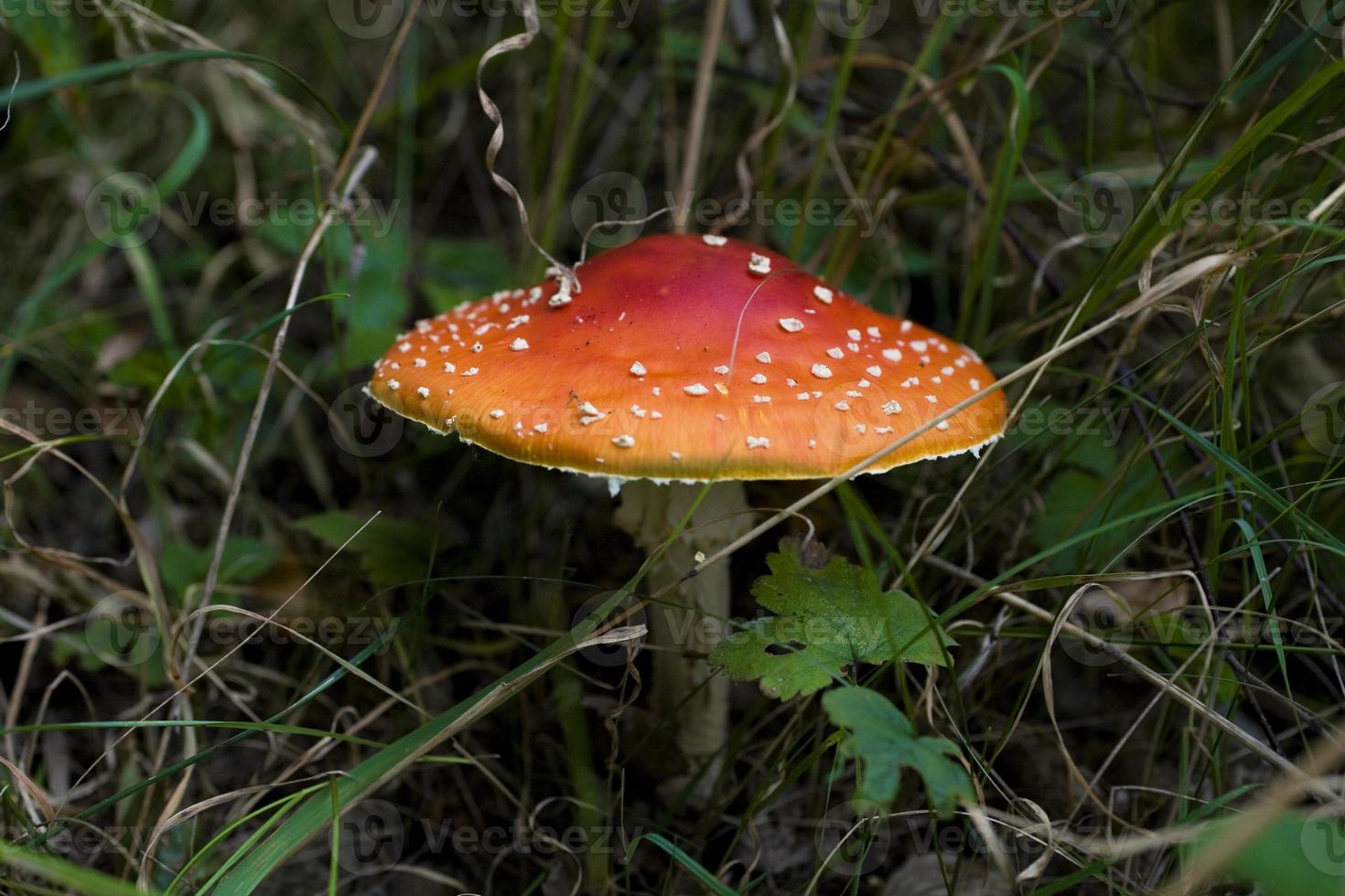 red autumn toadstool growing in a green European forest photo