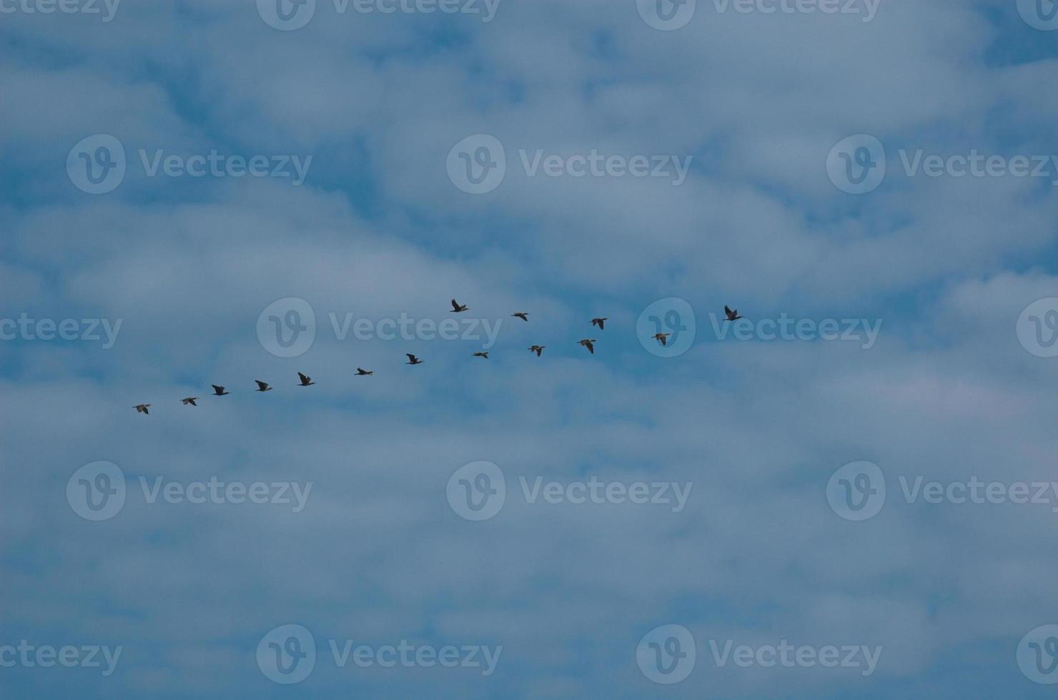 blue sky and bird photo