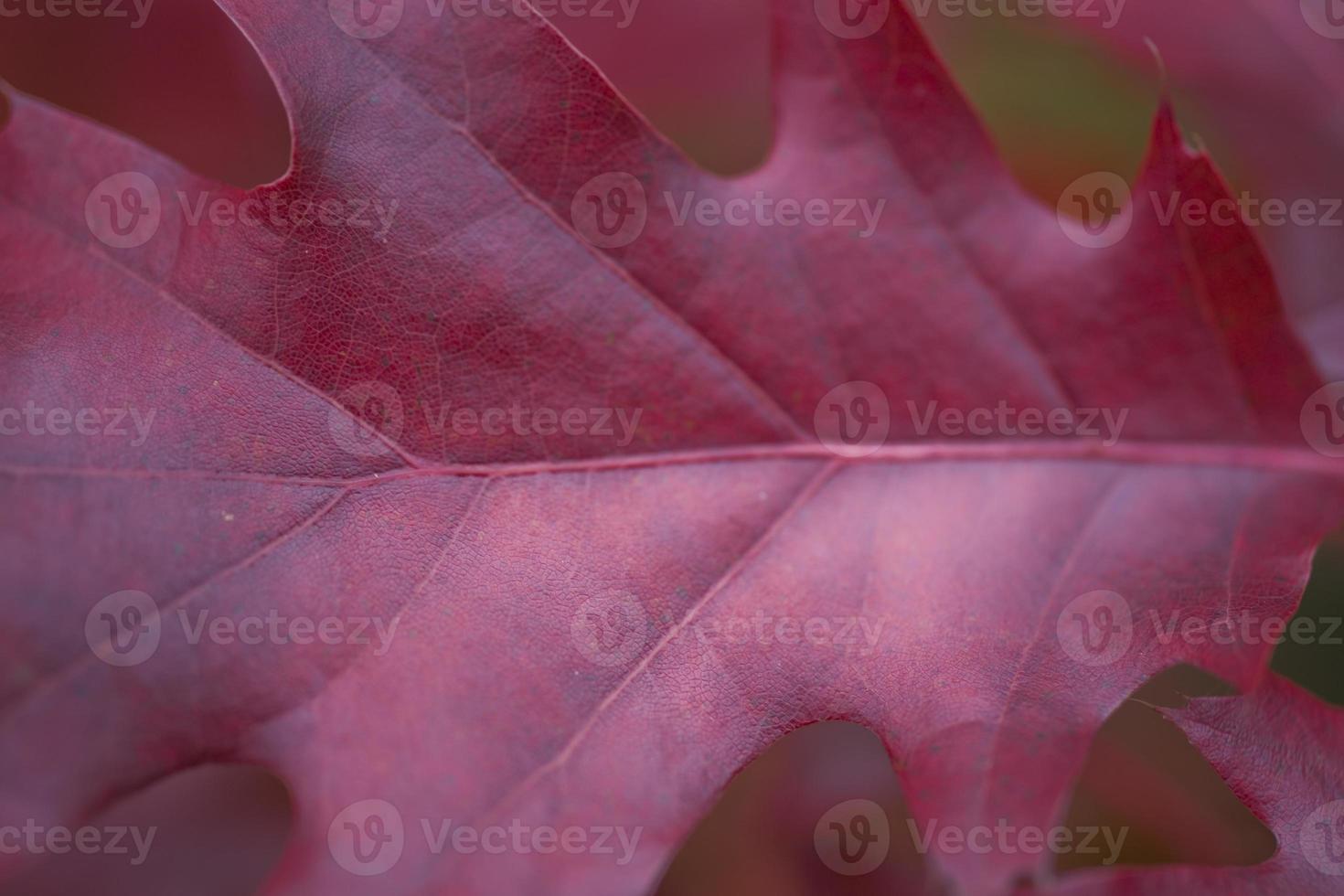 autumn leaf background photo