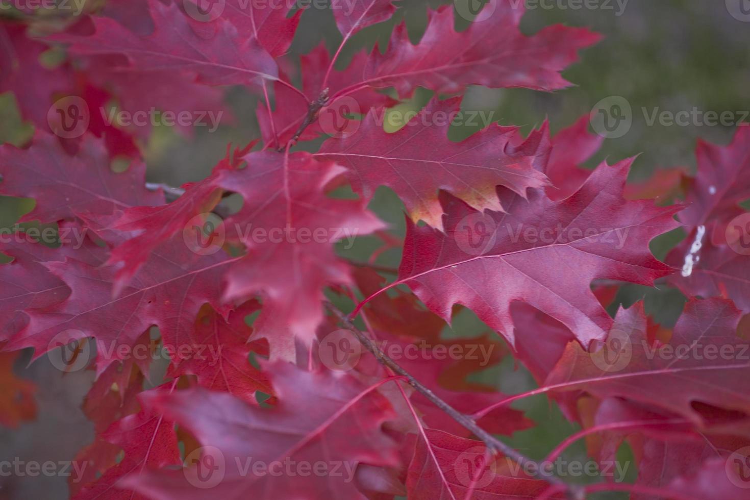 autumn leaf background photo