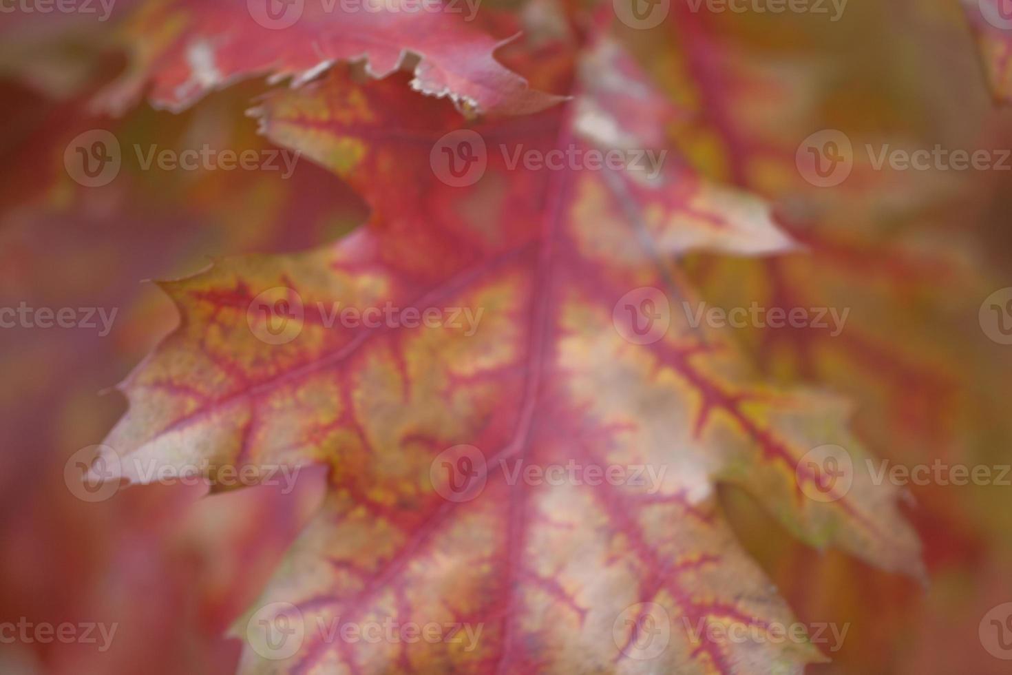 autumn leaf background photo