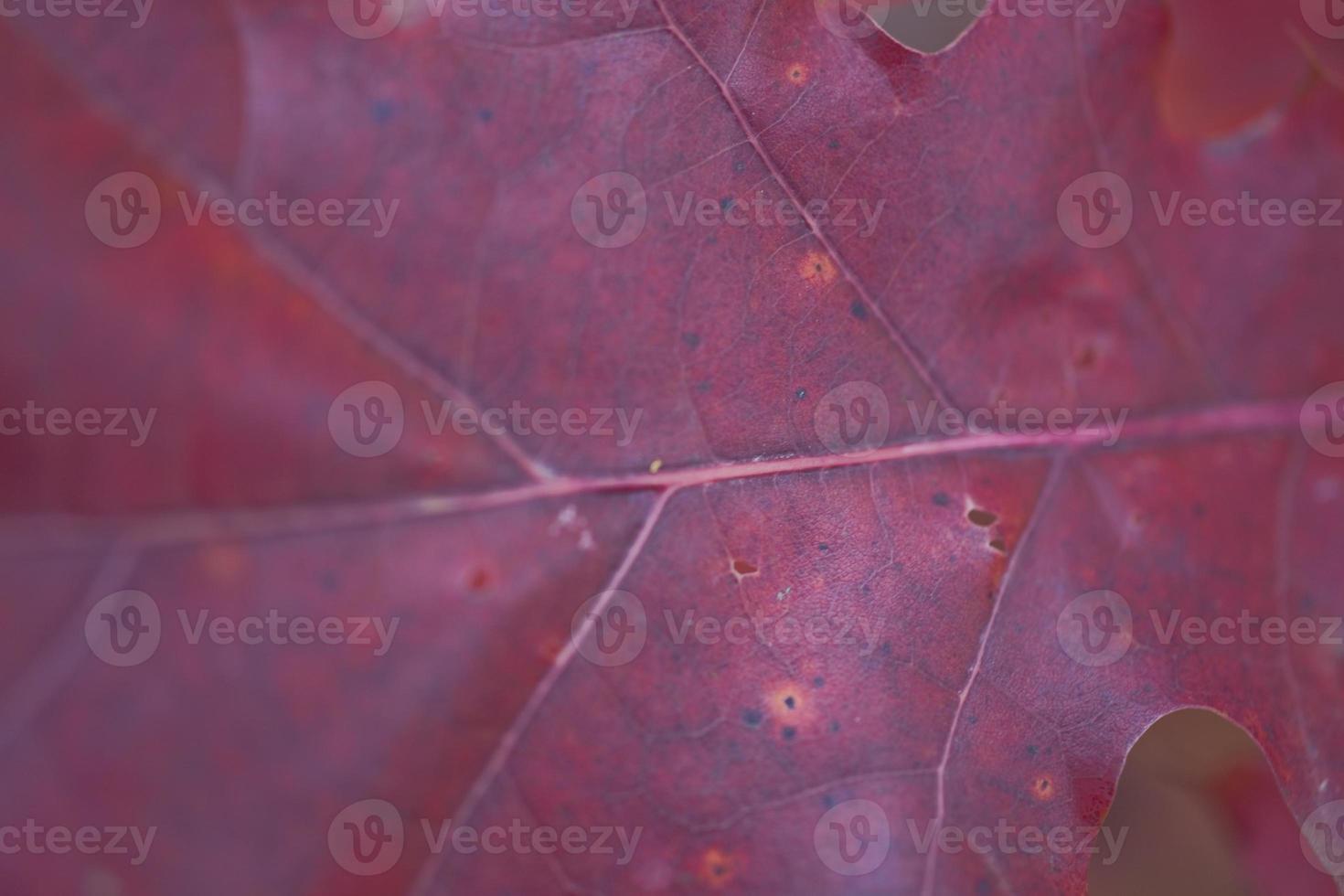 autumn leaf background photo