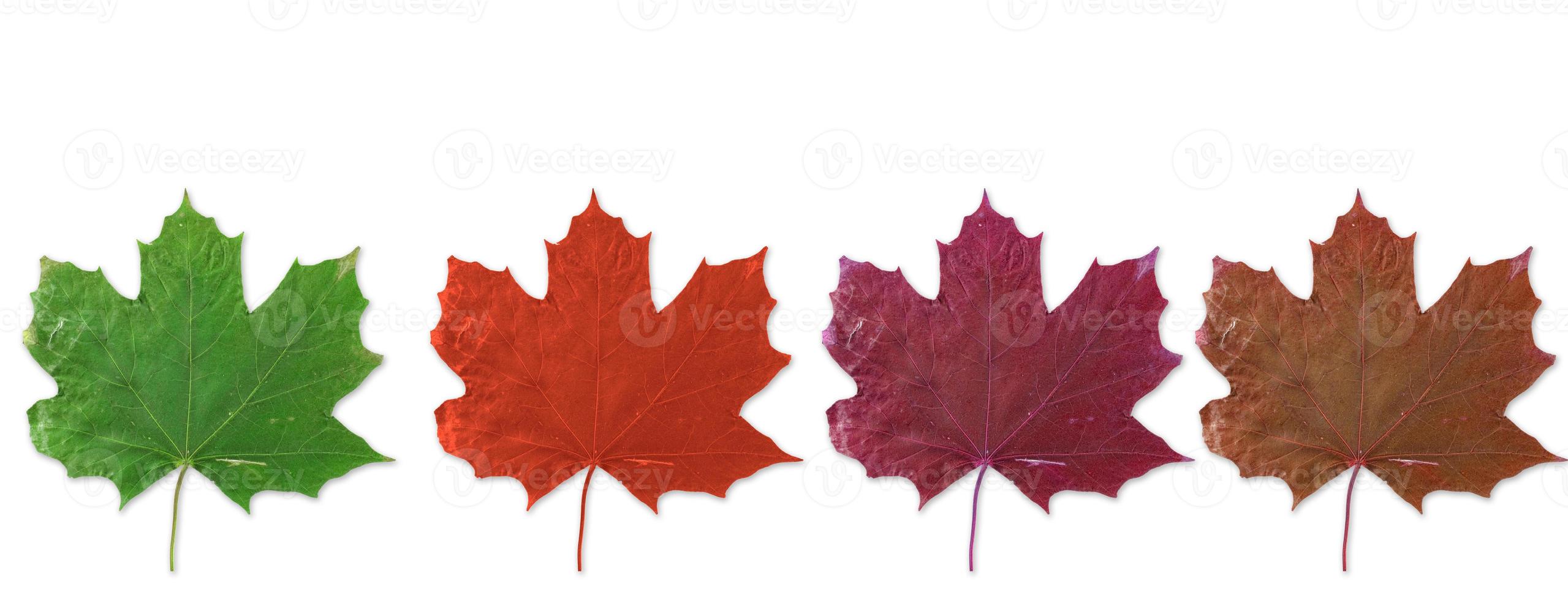 fall leaf background photo