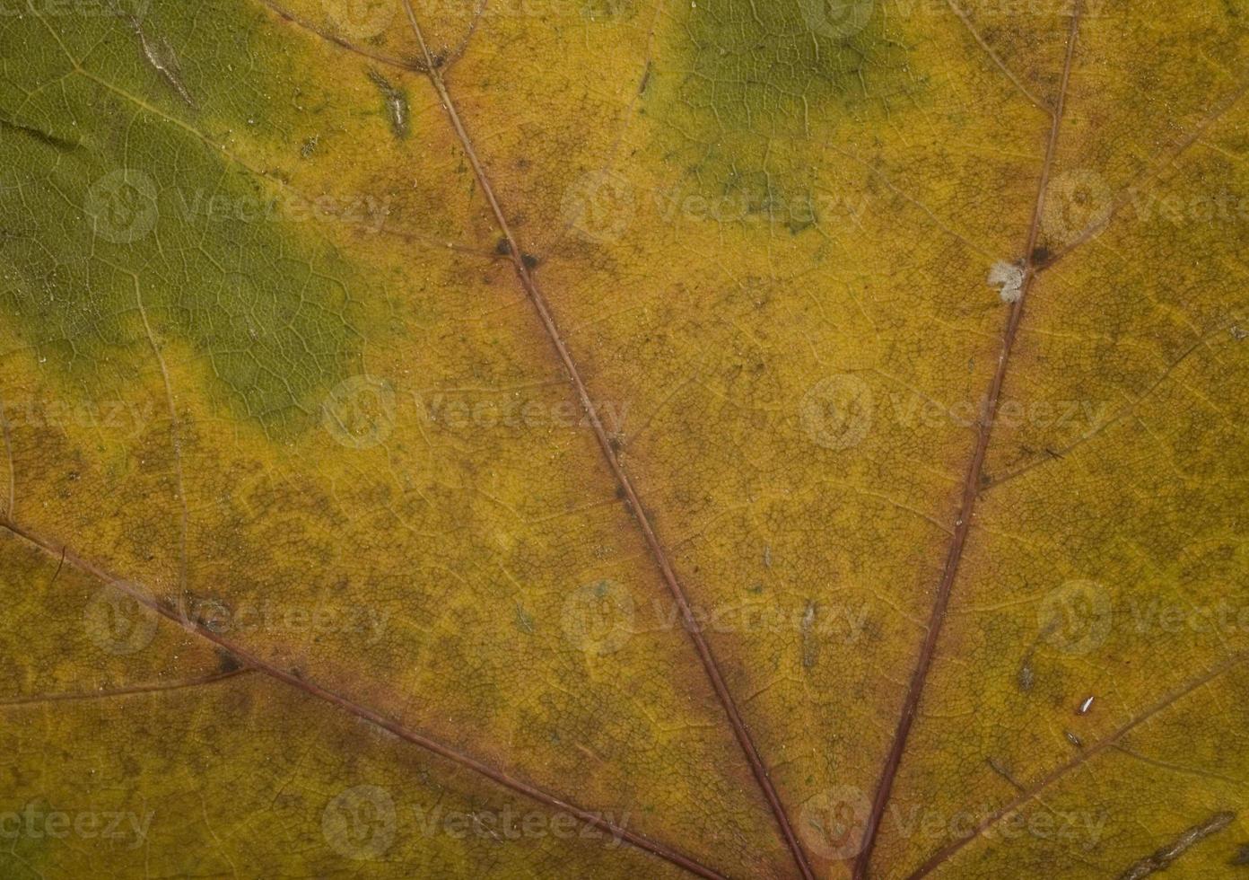 fall leaf background photo