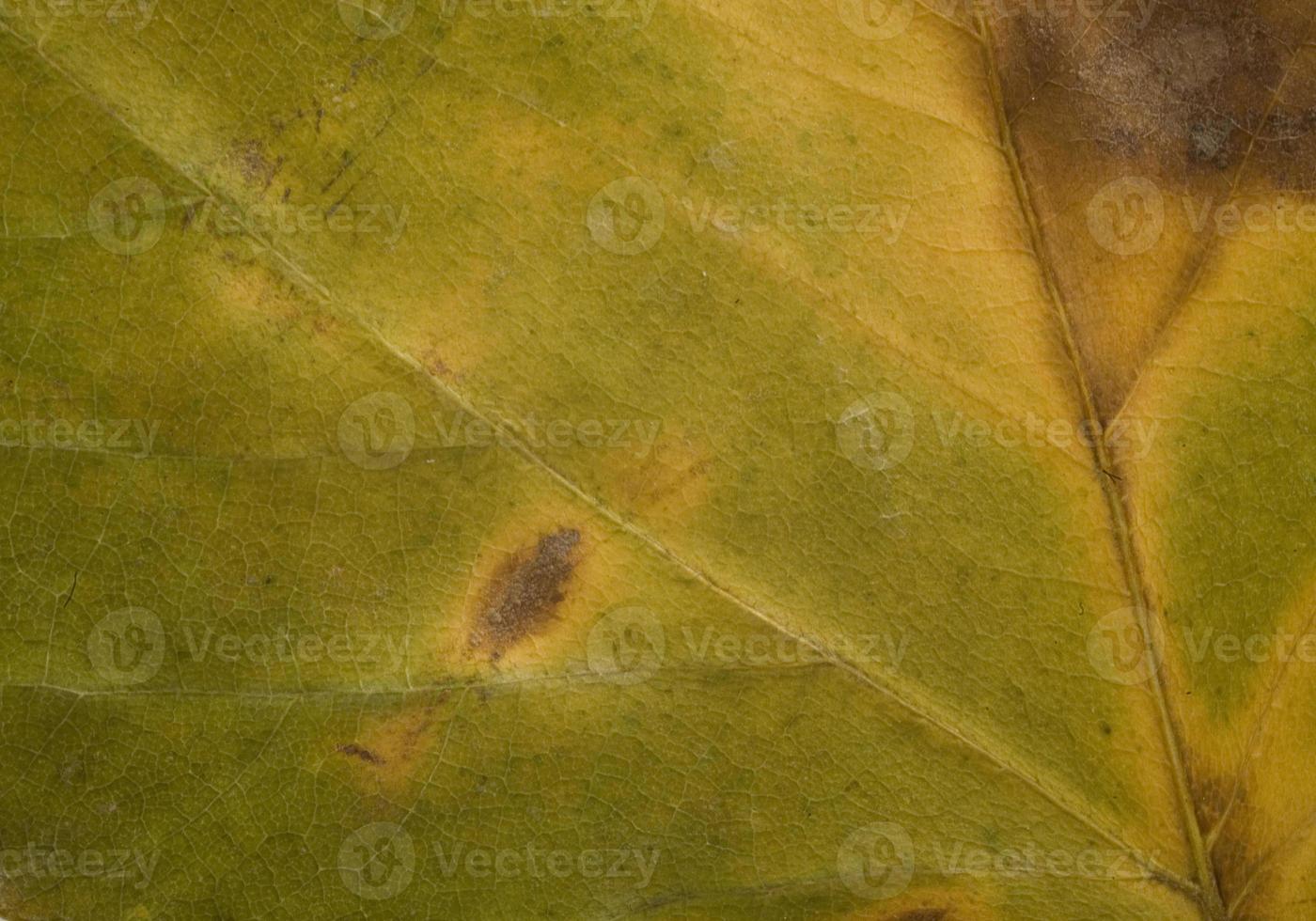 fall leaf background photo