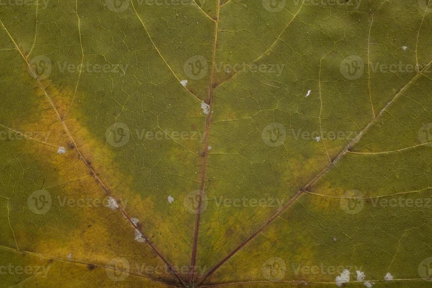 fall leaf background photo