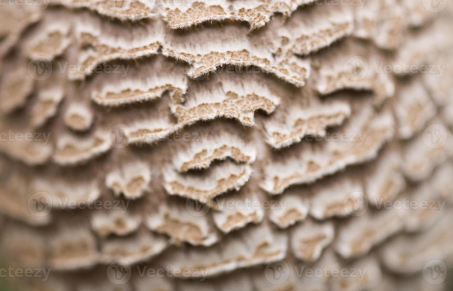 mushroom background natural photo