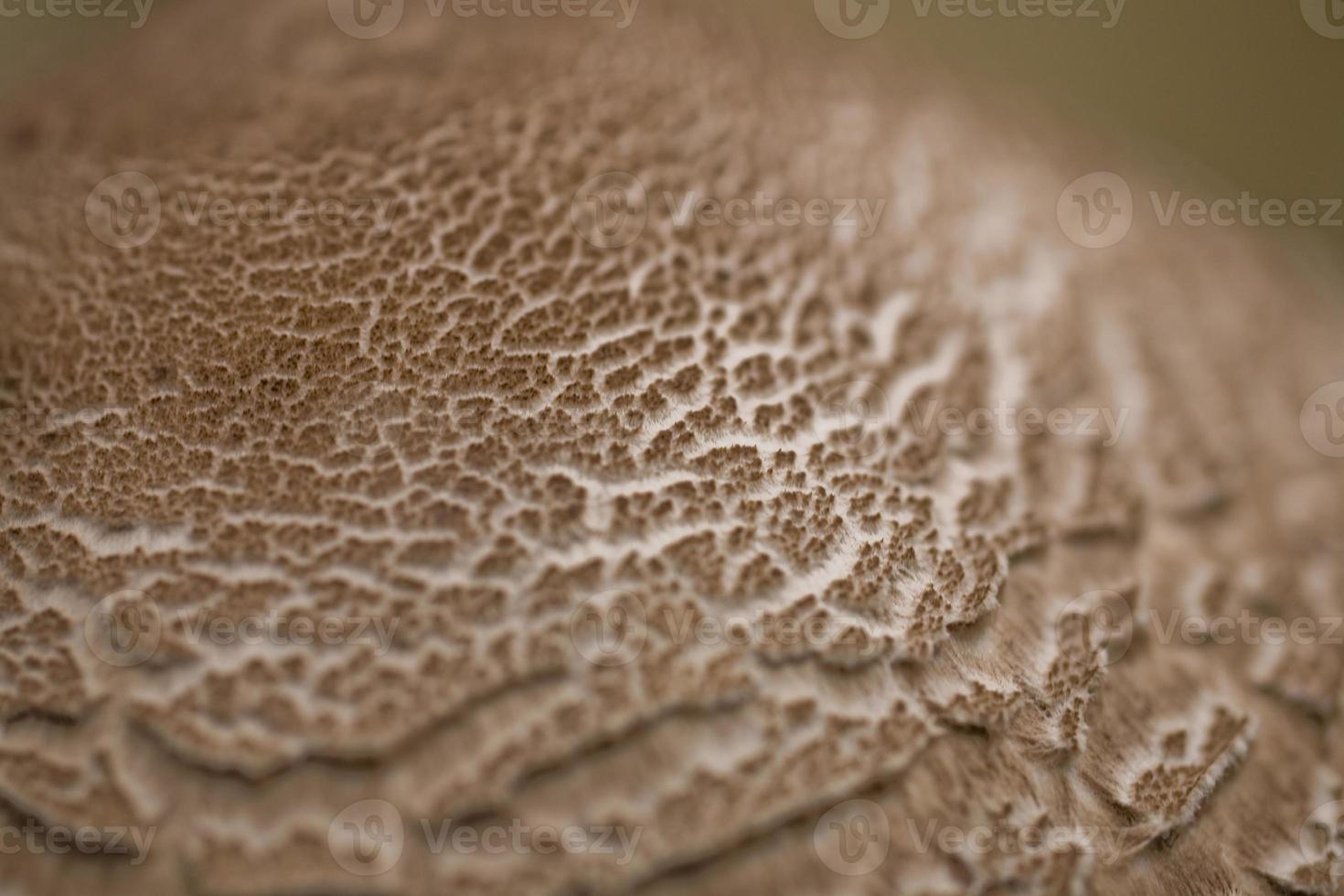 mushroom background natural photo