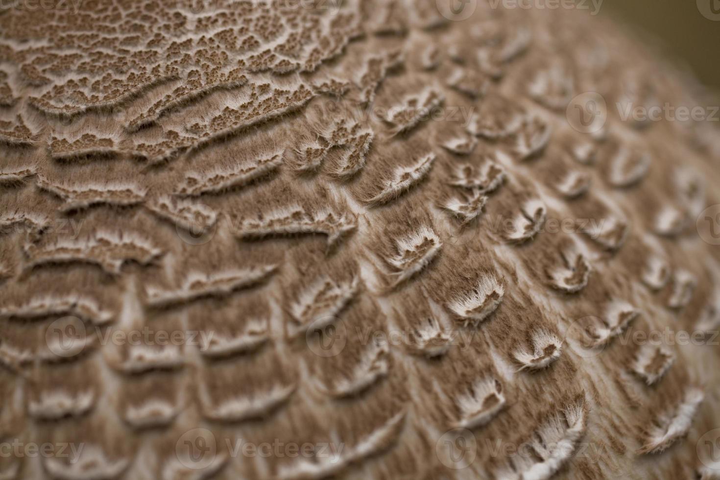 mushroom background natural photo