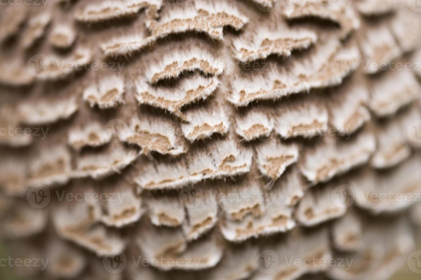 mushroom background natural photo