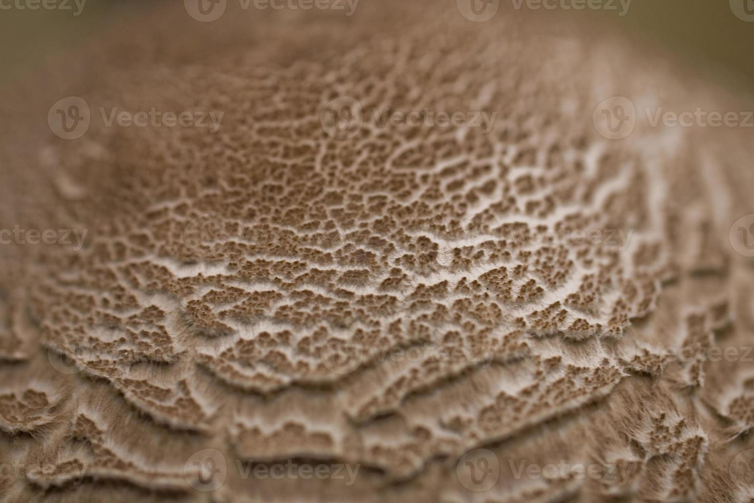 mushroom background natural photo