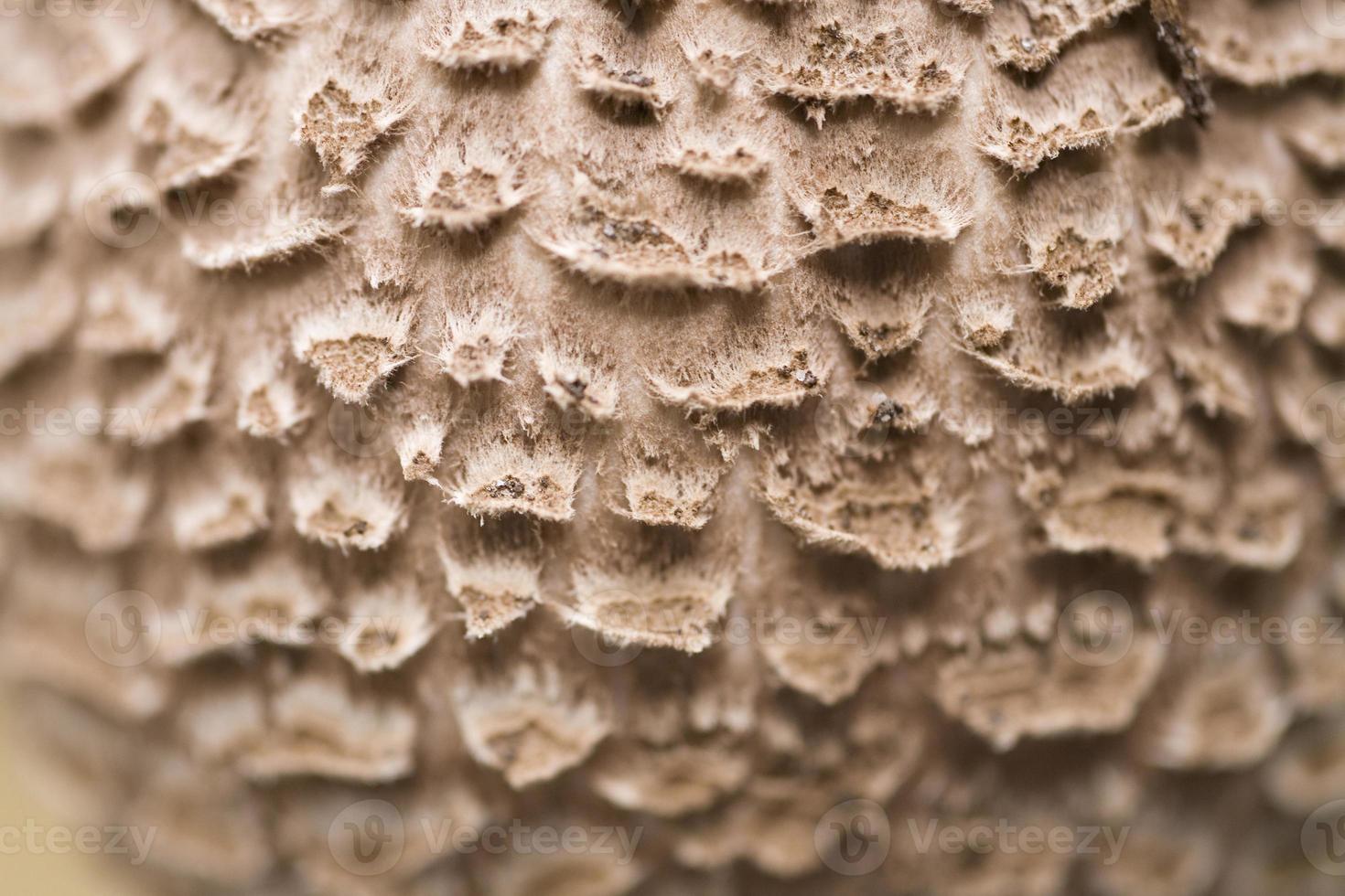 mushroom background natural photo