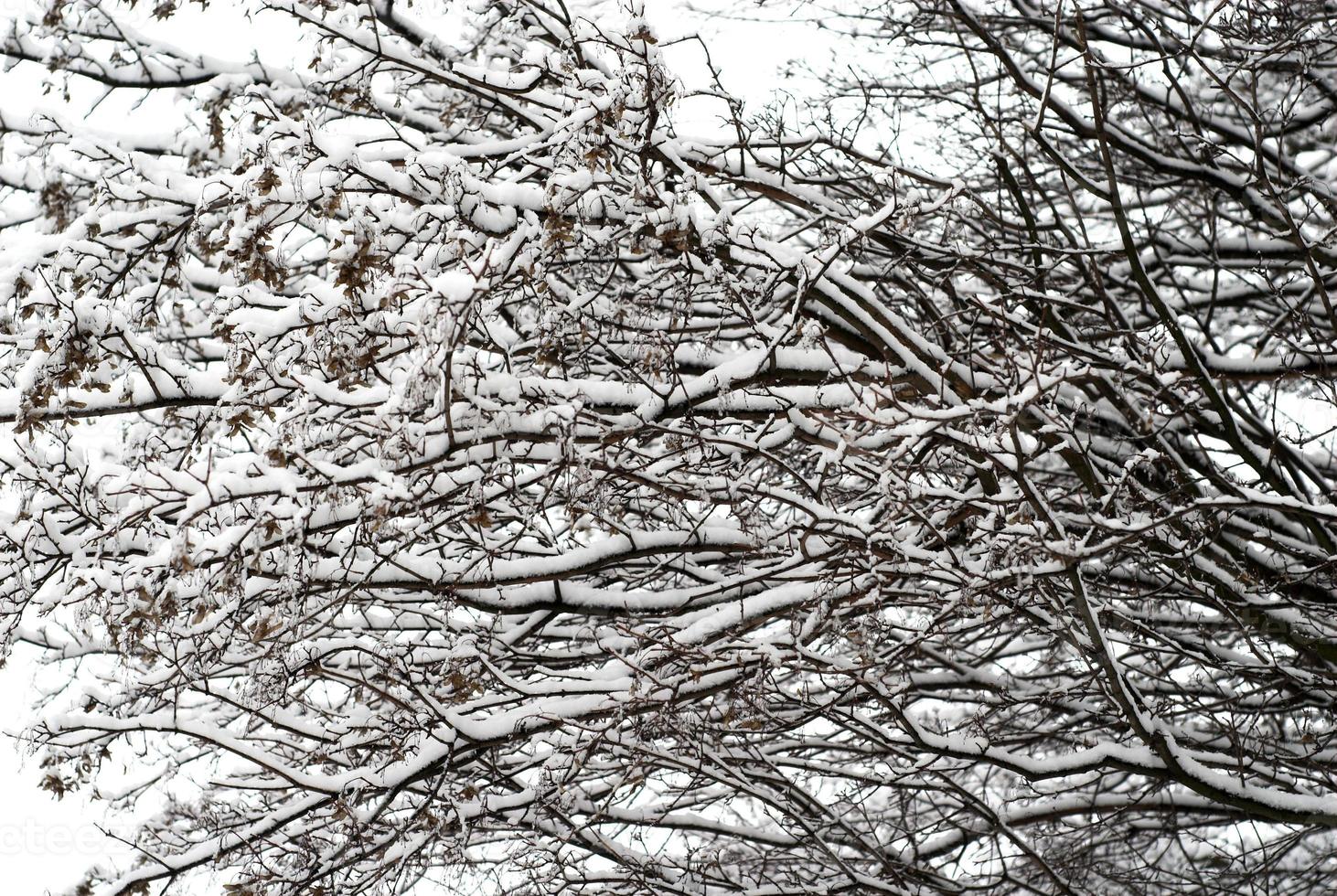 winter tree background photo