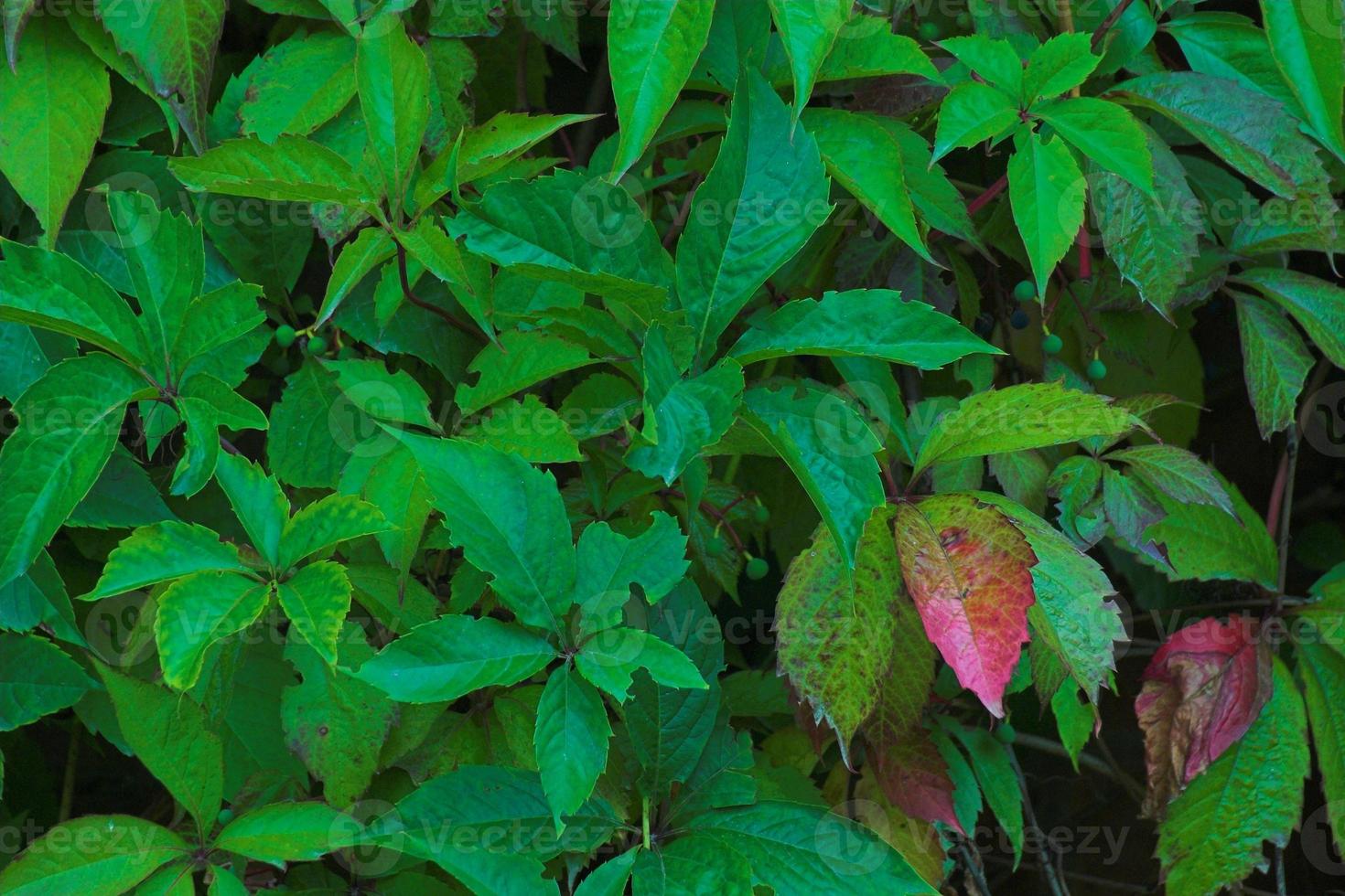leaf green red photo