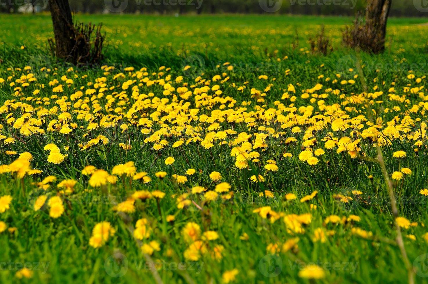 dandelion meadow background photo