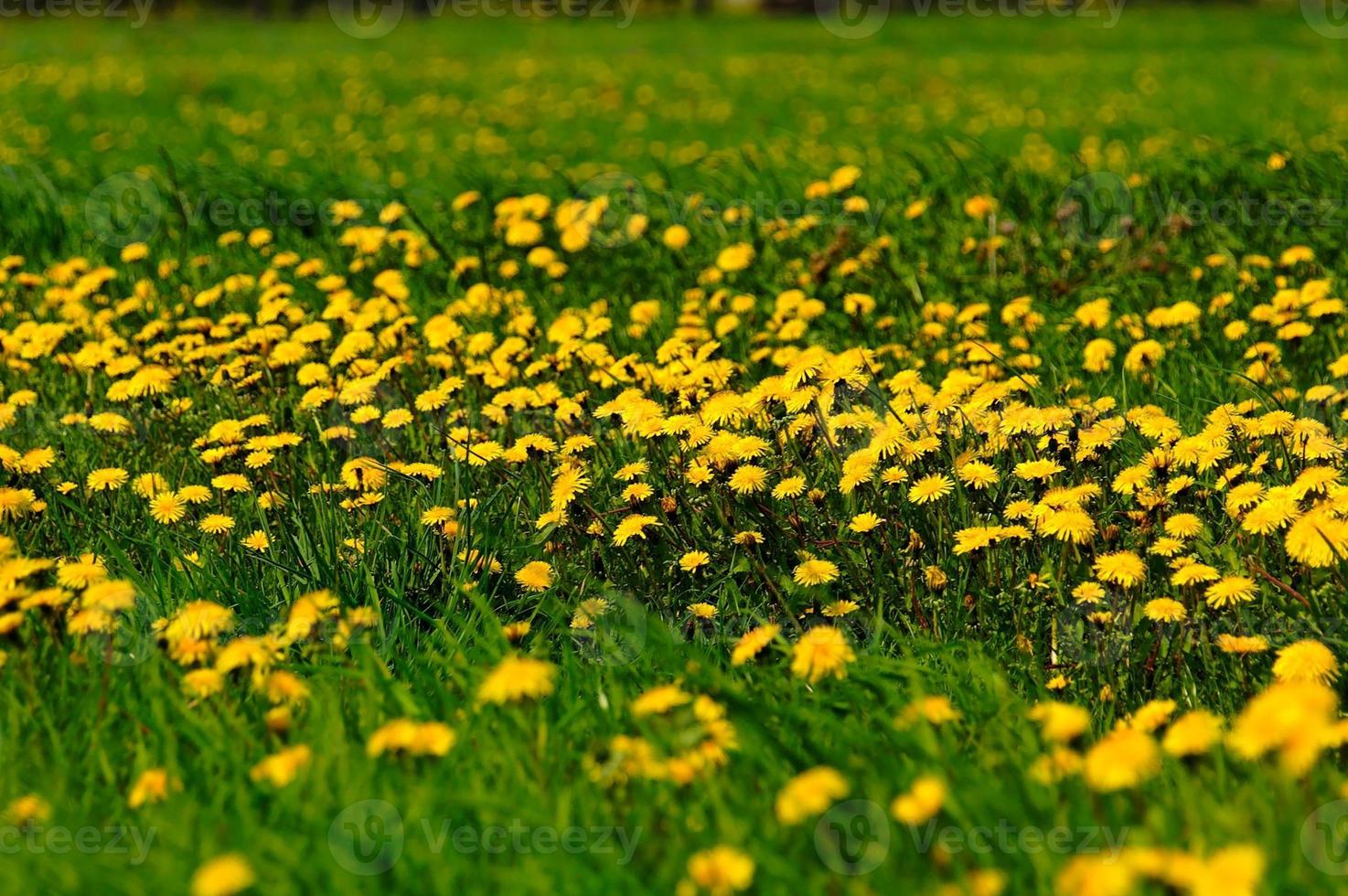 diente de león prado antecedentes foto