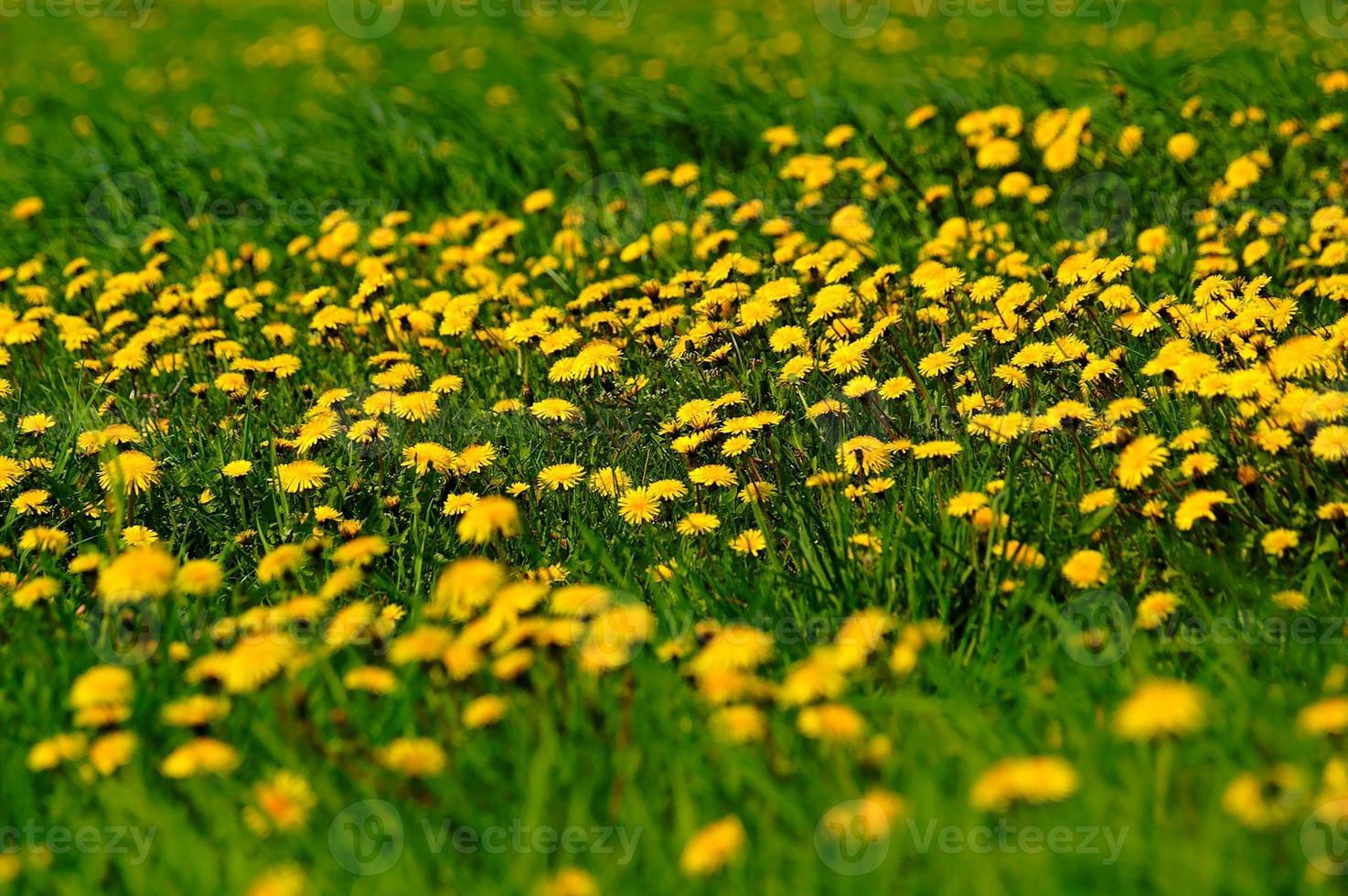 dandelion meadow background photo