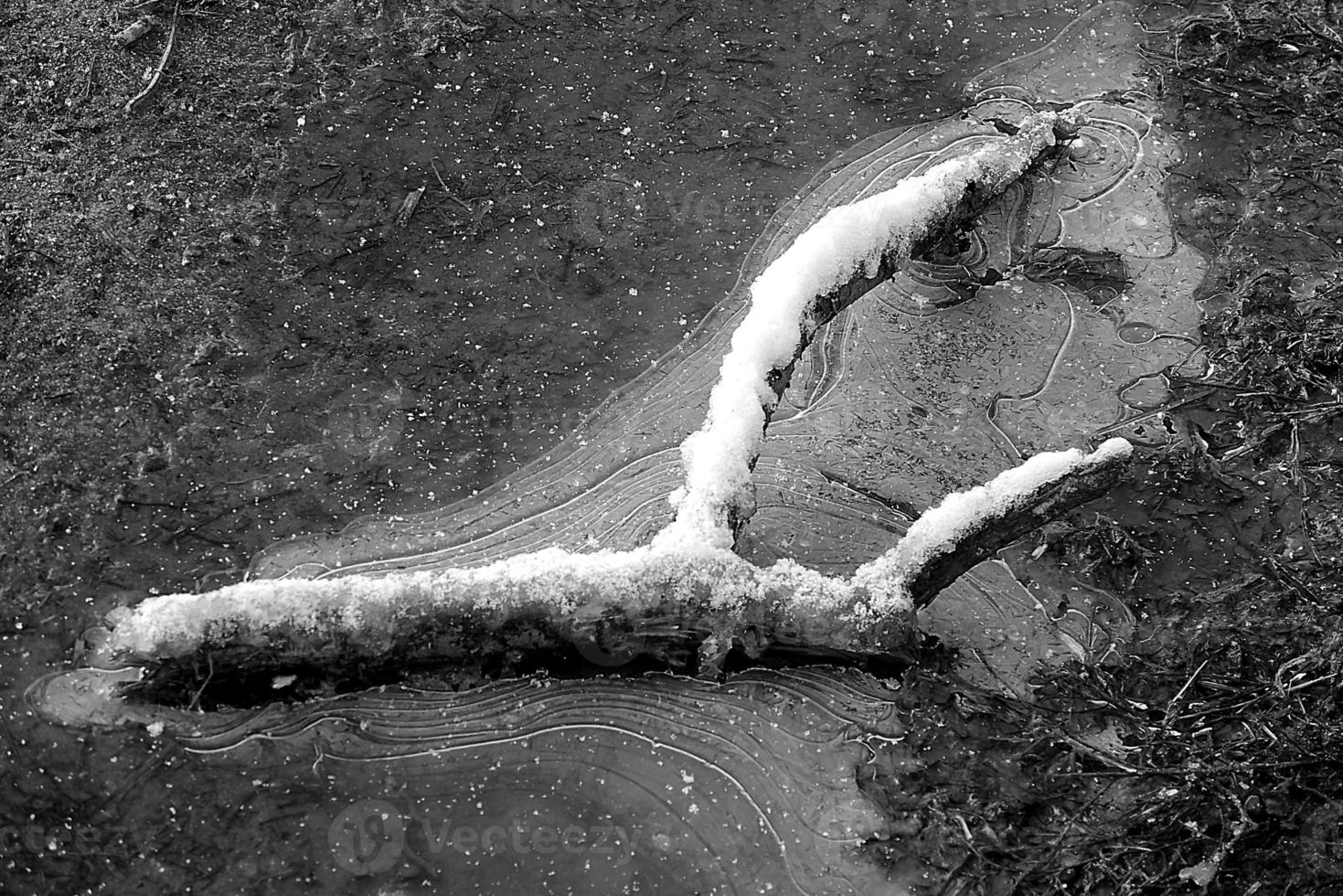 stick covered with snow lying in a frozen puddle of water photo