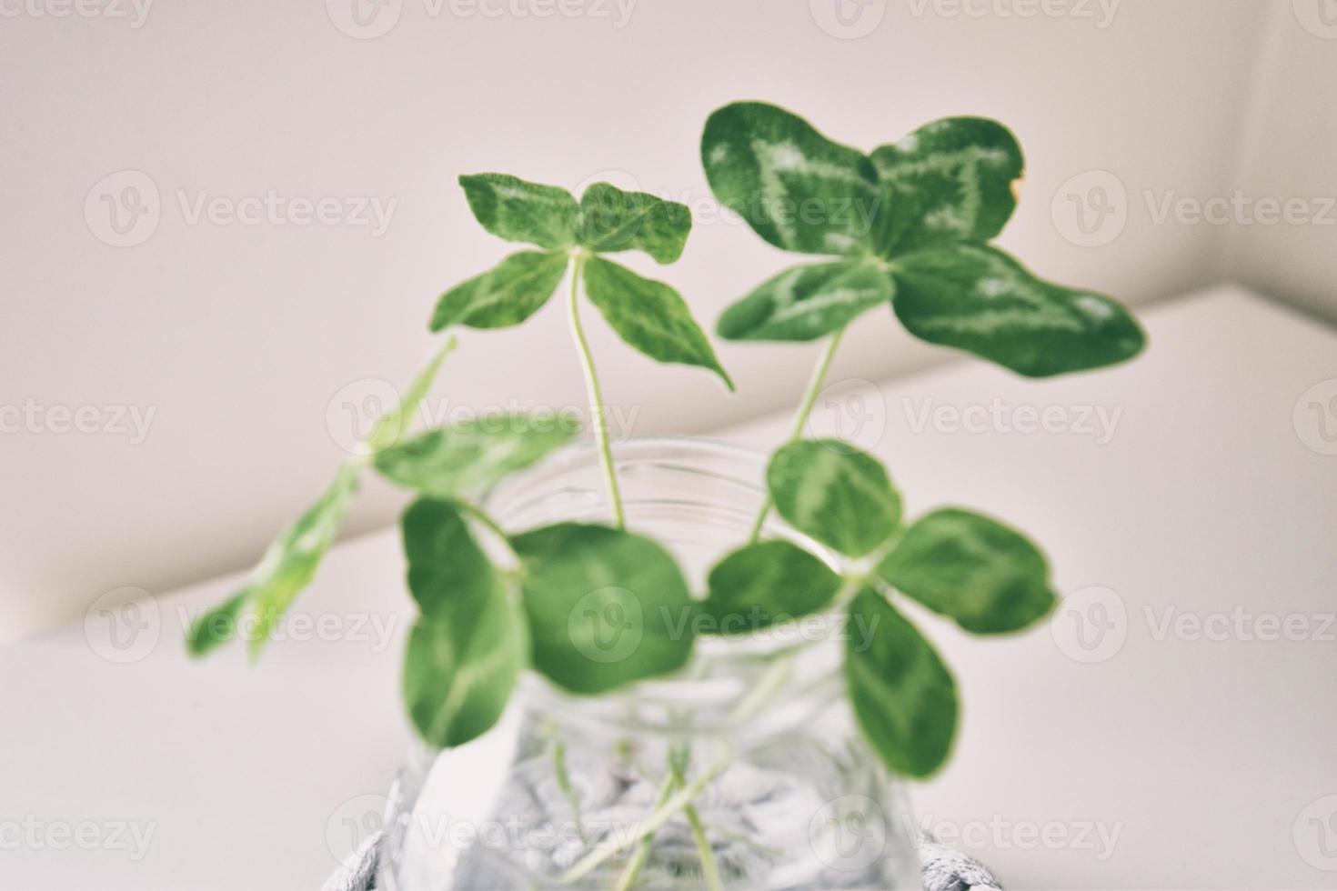 a bouquet of l field four-leaf clovers in a small vase on a light smooth background photo