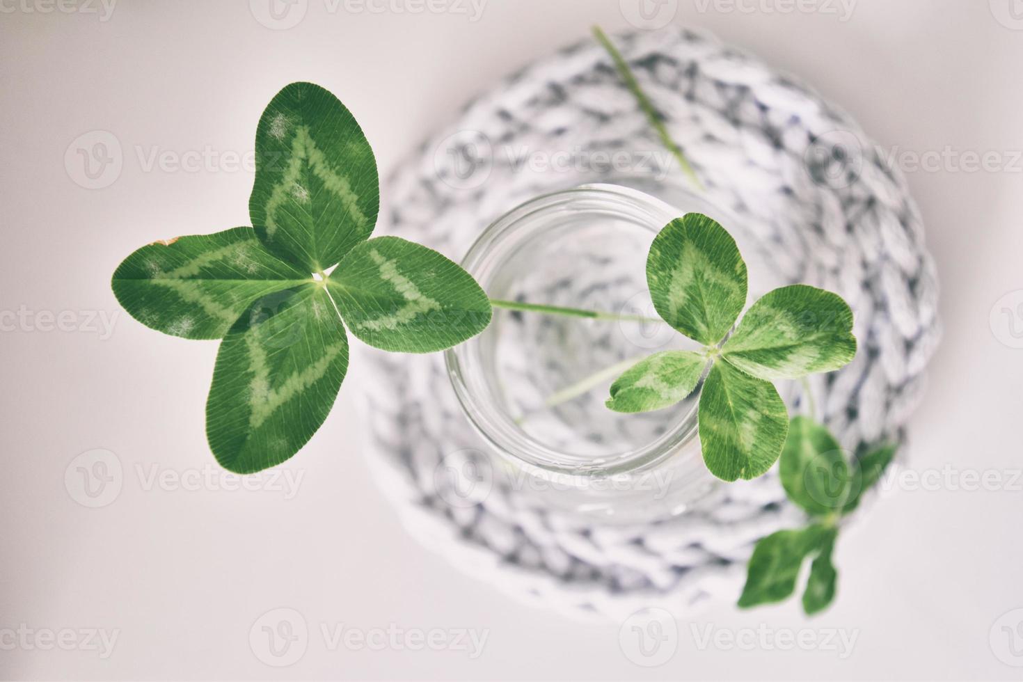 a bouquet of l field four-leaf clovers in a small vase on a light smooth background photo