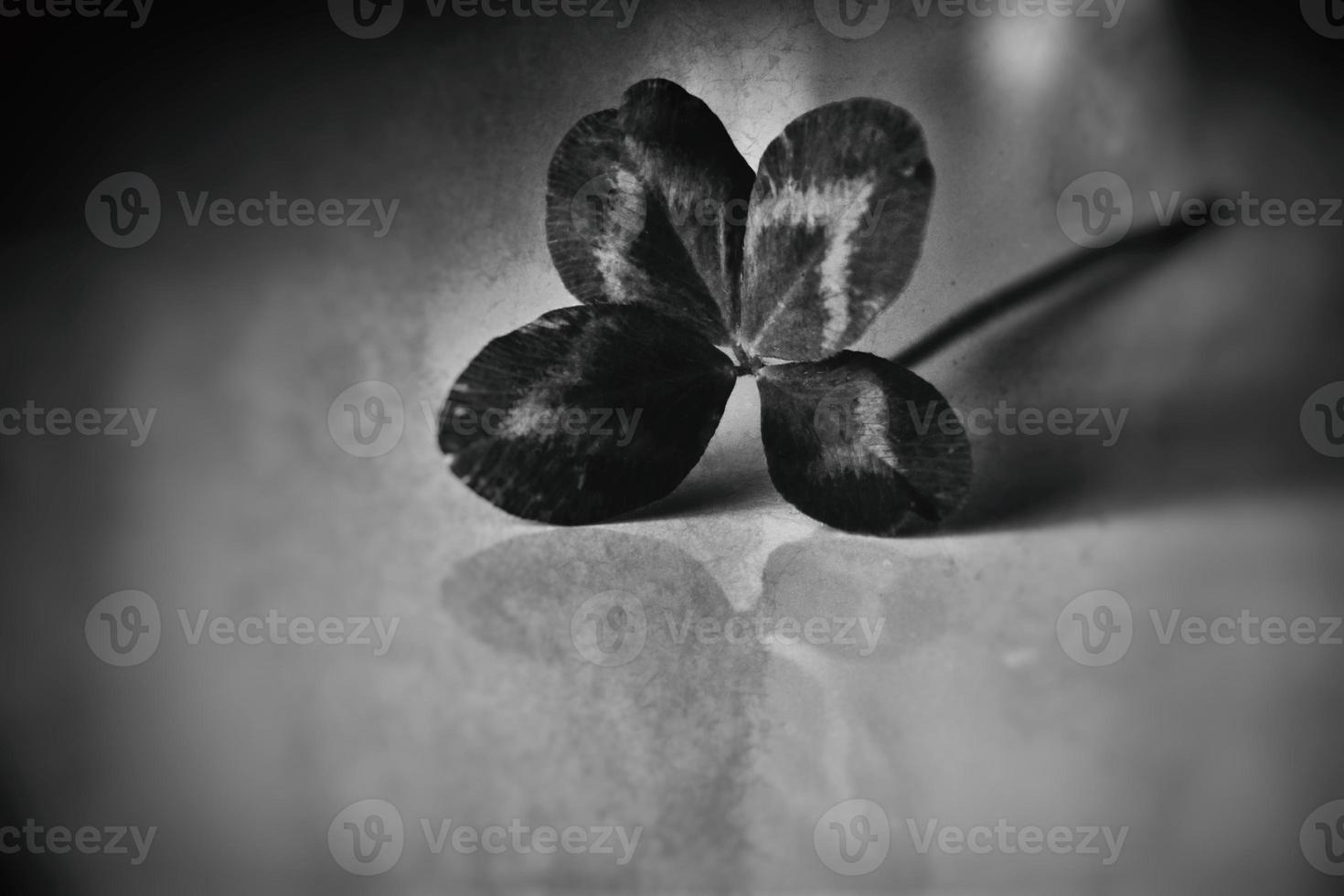 a bouquet of l field four-leaf clovers in a small vase on a light smooth background photo