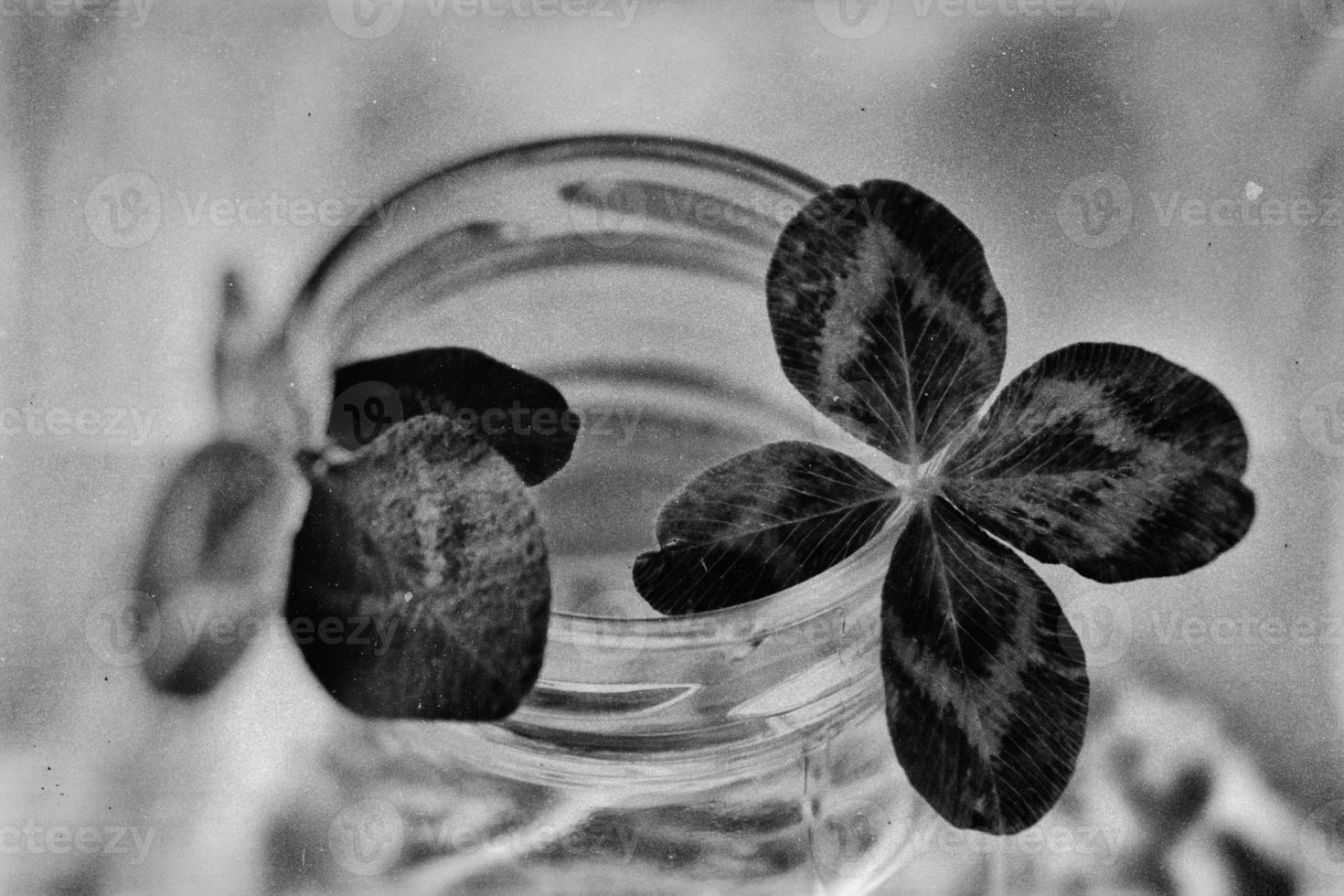 a bouquet of l field four-leaf clovers in a small vase on a light smooth background photo