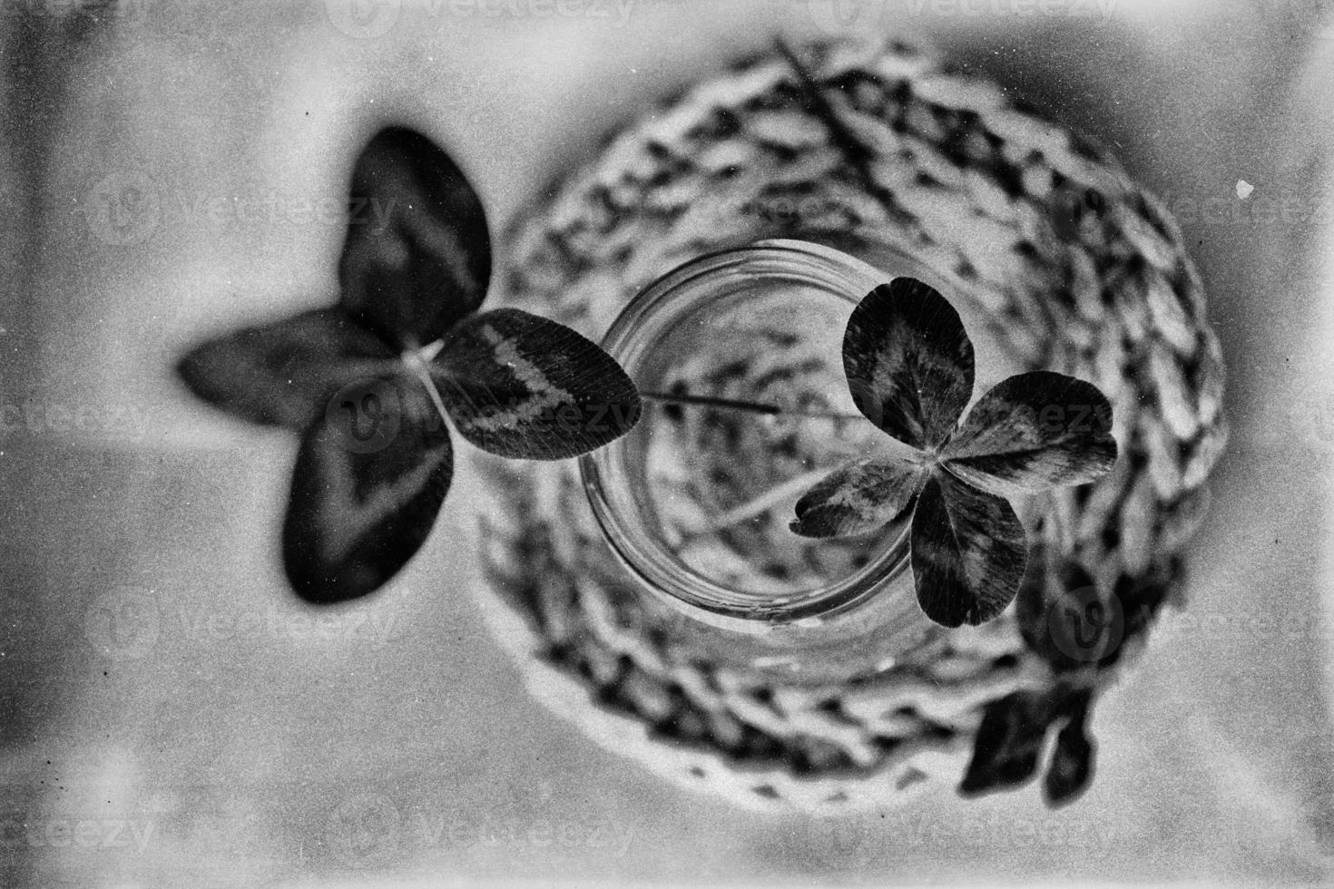 a bouquet of l field four-leaf clovers in a small vase on a light smooth background photo