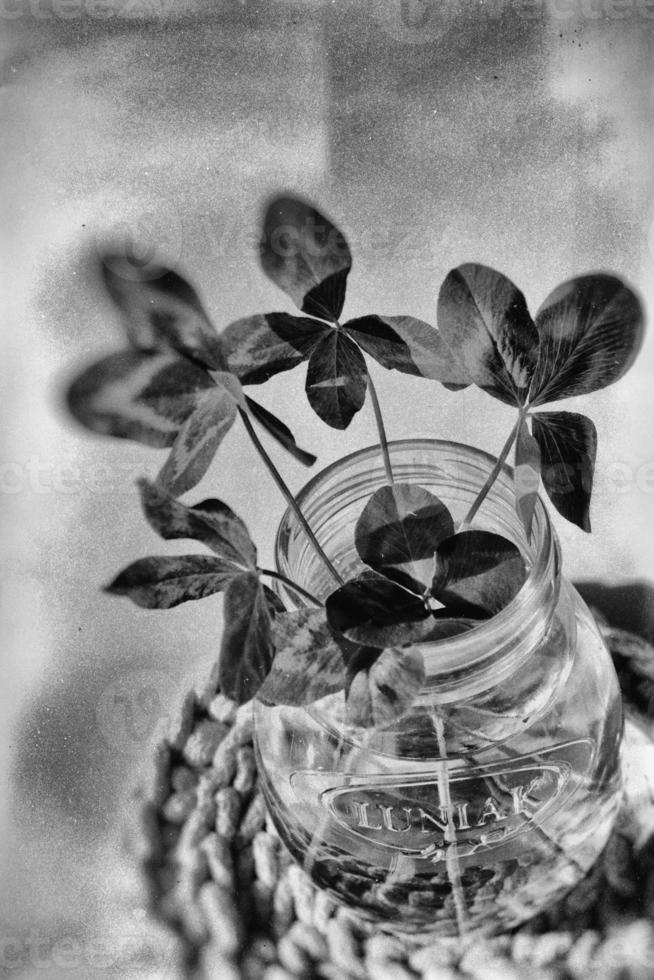 a bouquet of l field four-leaf clovers in a small vase on a light smooth background photo