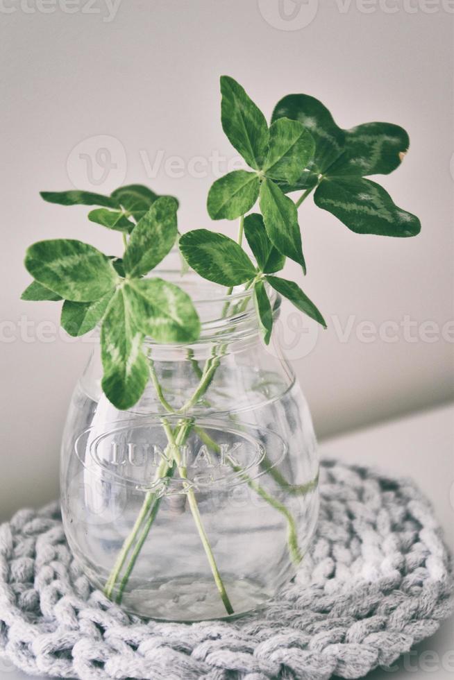 a bouquet of l field four-leaf clovers in a small vase on a light smooth background photo