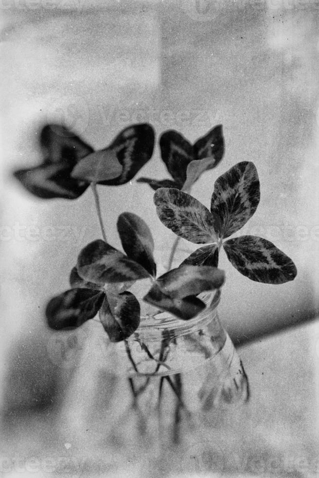 a bouquet of l field four-leaf clovers in a small vase on a light smooth background photo