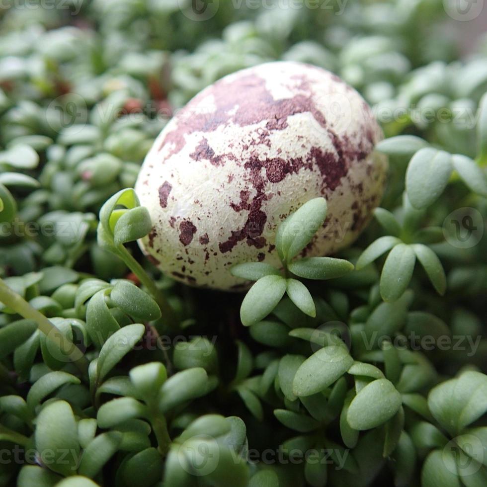 pequeño codorniz huevo acostado en un verde berro en de cerca para Pascua de Resurrección foto