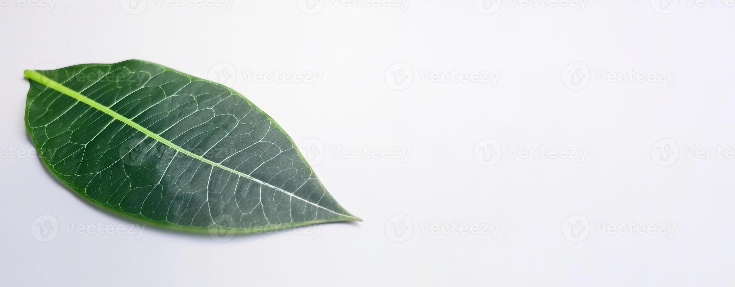 Green textural leaf from a tree close-up, isolate. . photo