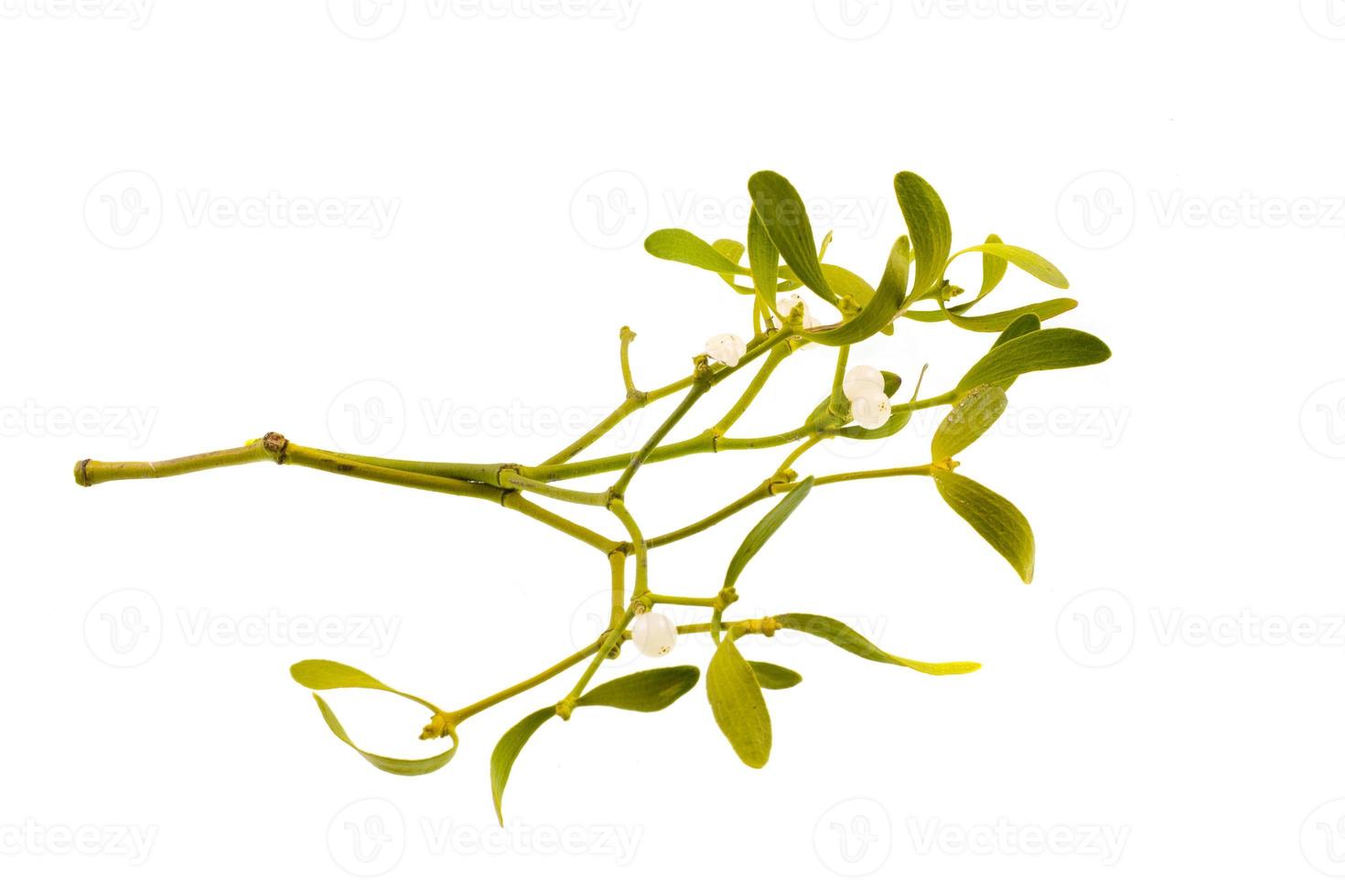 green mistletoe on white photo